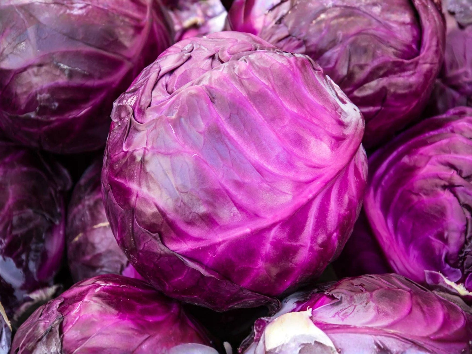 Red Acre Cabbage Seeds – 500 Heirloom, Cold Hardy, Deep Red Purple, Compact Head, Open-Pollinated