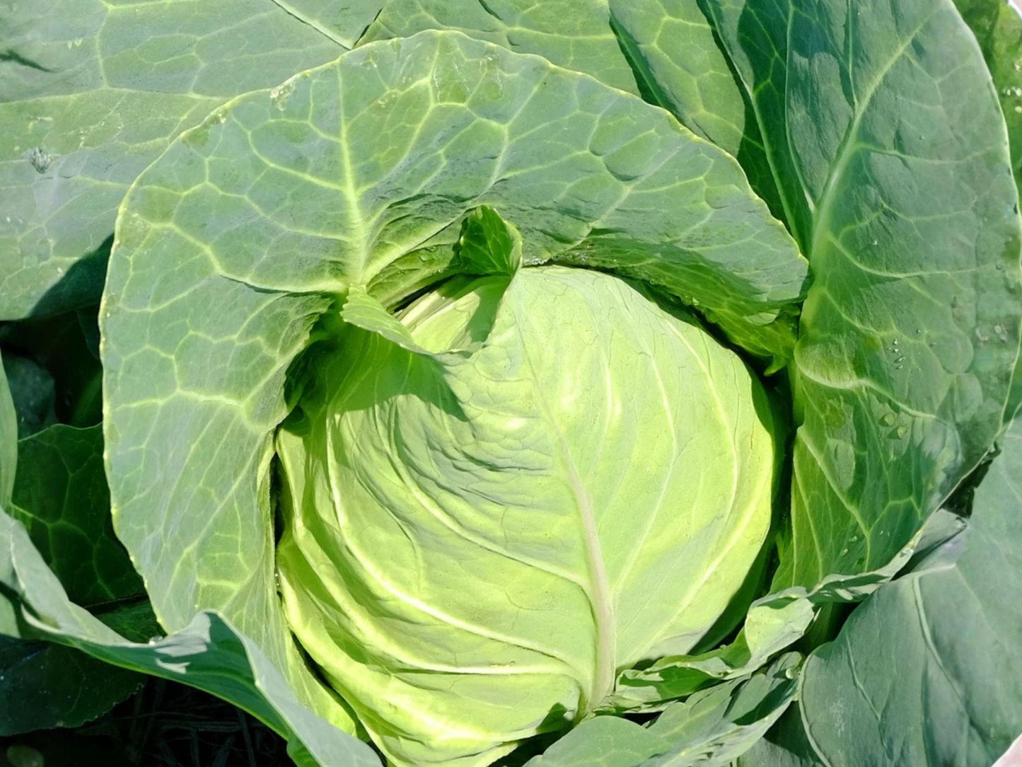 Early Jersey Wakefield Cabbage Seeds – Heirloom, Open-Pollinated, Green, Pointed Heads, 500 Seeds