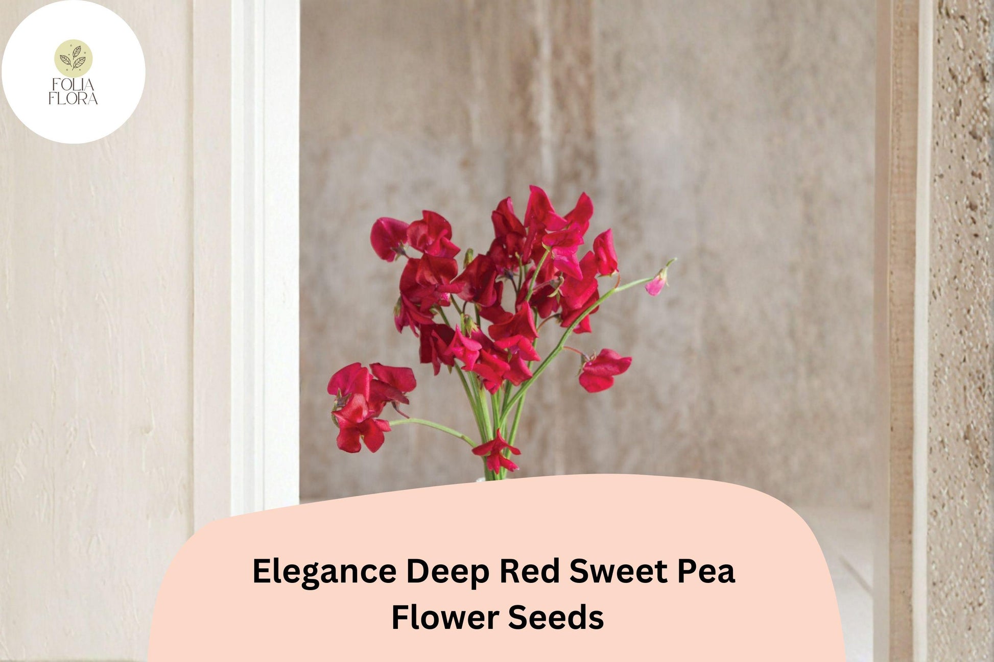Elegance Deep Red Sweet Pea Seeds | Climbing Lathyrus odoratus for Trellises & Cut Flowers | 50+ Untreated Seeds
