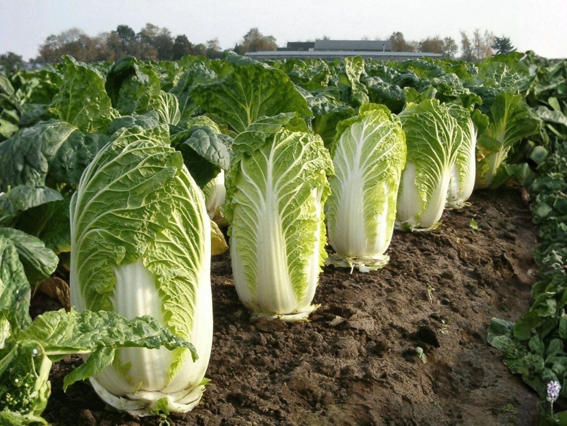 Michihili Chinese Heading Cabbage Seeds – 300 Open-Pollinated Napa-Type Vegetable Seeds for Stir-Fries, Kimchi, Garden Cultivation