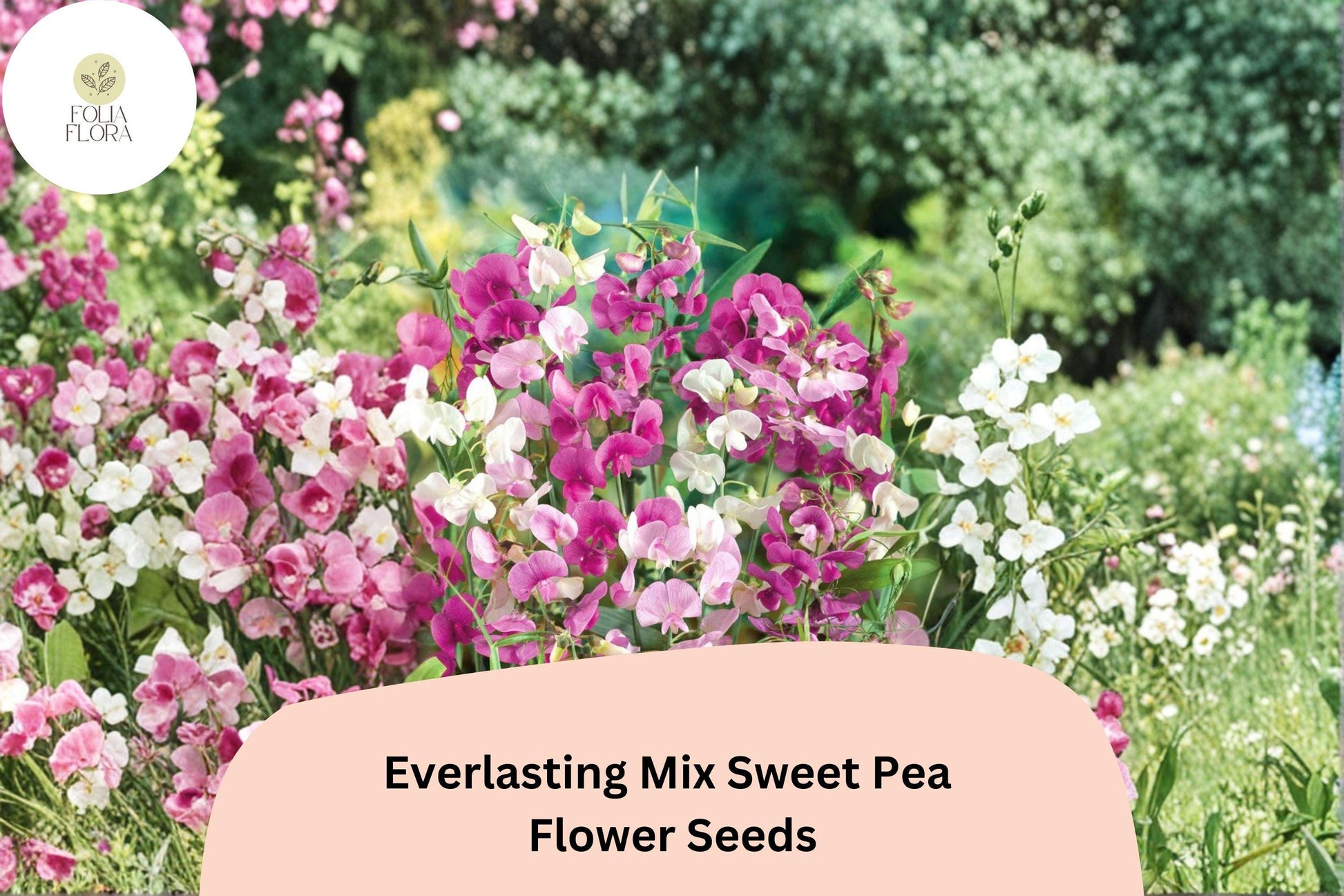 Everlasting Mix Sweet Pea Seeds | Perennial Climbing Vine with Pink, Rose, White Flowers | Lathyrus latifolius, 50+ Seeds