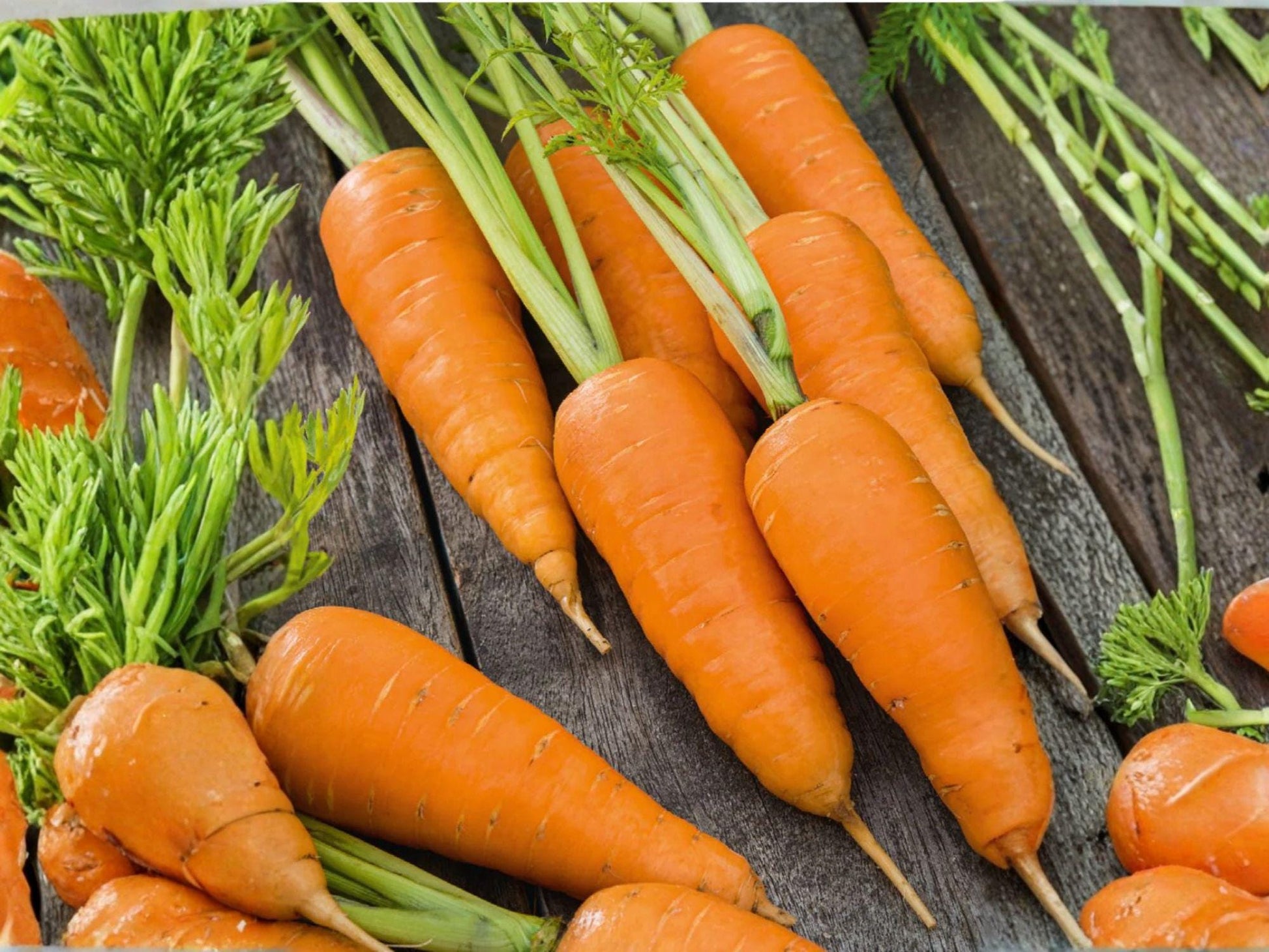 Chantenay Red Cored Carrot Seeds – 500 Heirloom Vegetable Seeds for Short, Sweet, Deep Orange Roots | Home Garden