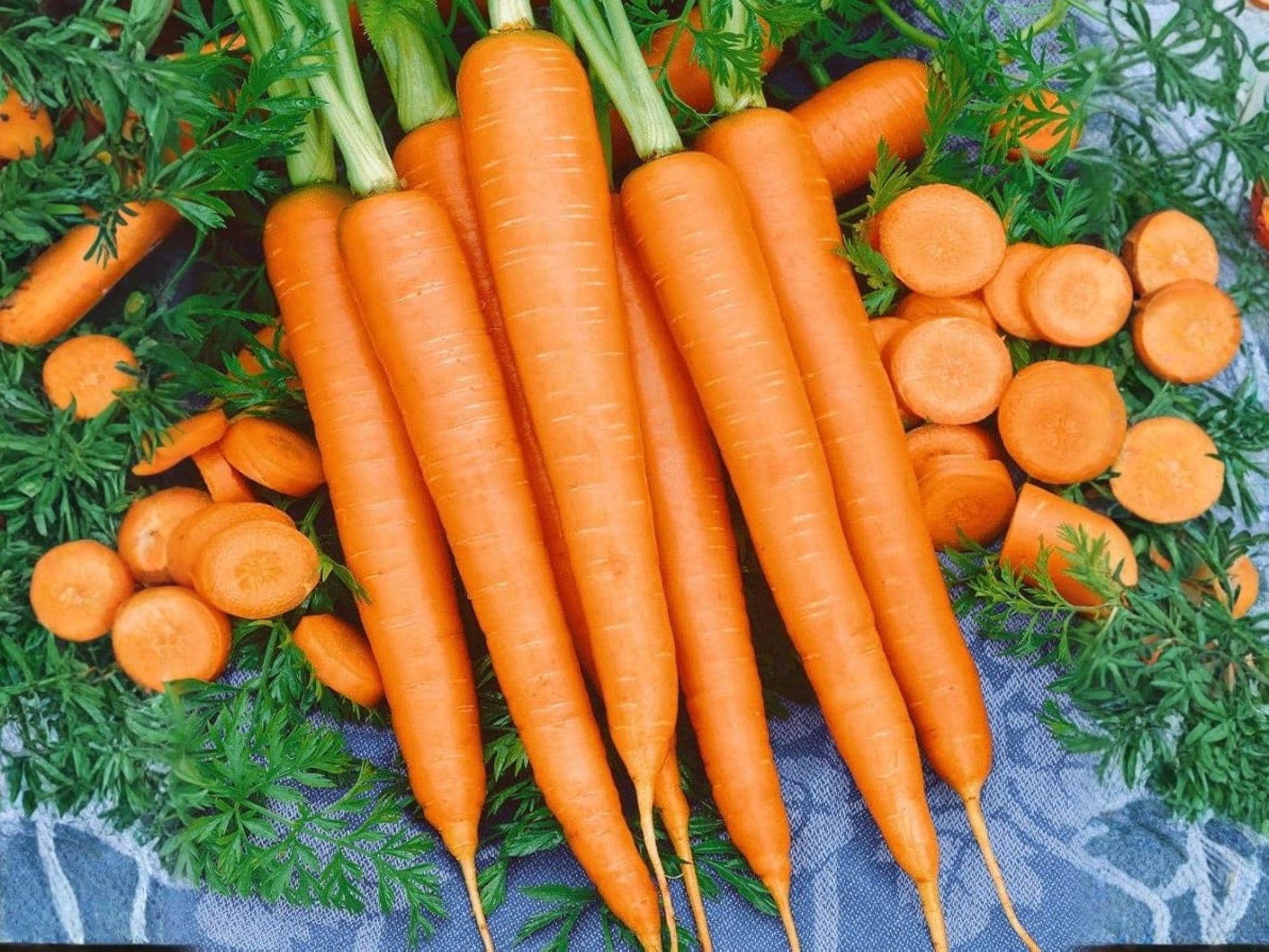 Tendersweet Carrot Seeds – 500 Heirloom Long, Sweet Roots, Deep Orange, Open-Pollinated Vegetable Seeds