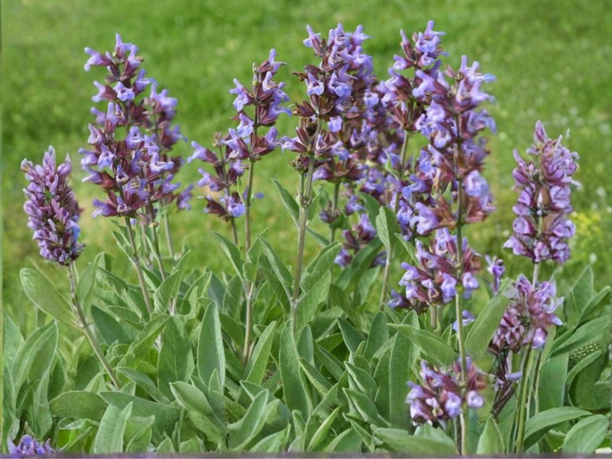 Broadleaf Sage Seeds – Aromatic Culinary Herb, Perennial Garden Sage, Non-GMO, 30 Seeds
