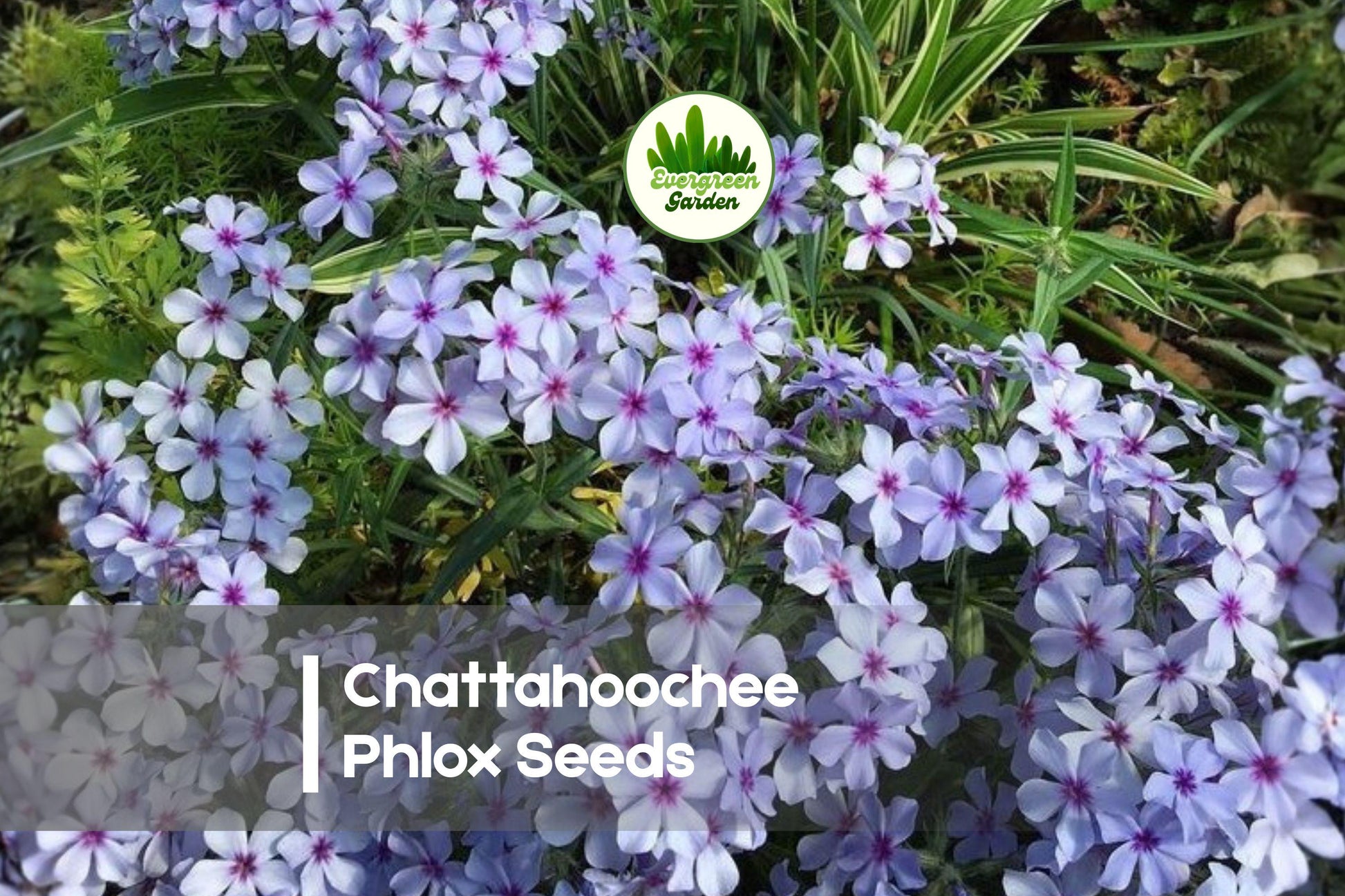 Chattahoochee Phlox Seeds, Lavender Blooms, Perennial, Pollinator-Friendly, Phlox divaricata, Cottage Garden, Border Plant