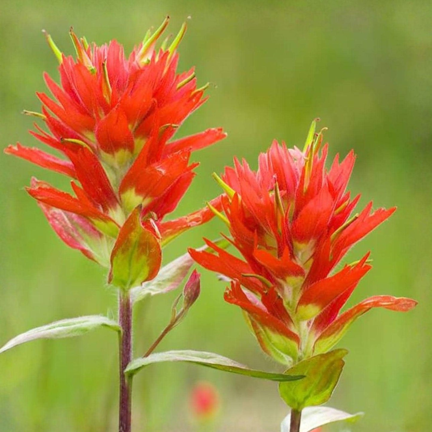 Giant Red Indian Paintbrush Seeds 300 Castilleja miniata Native Wildflower for Meadows & Prairie Restoration