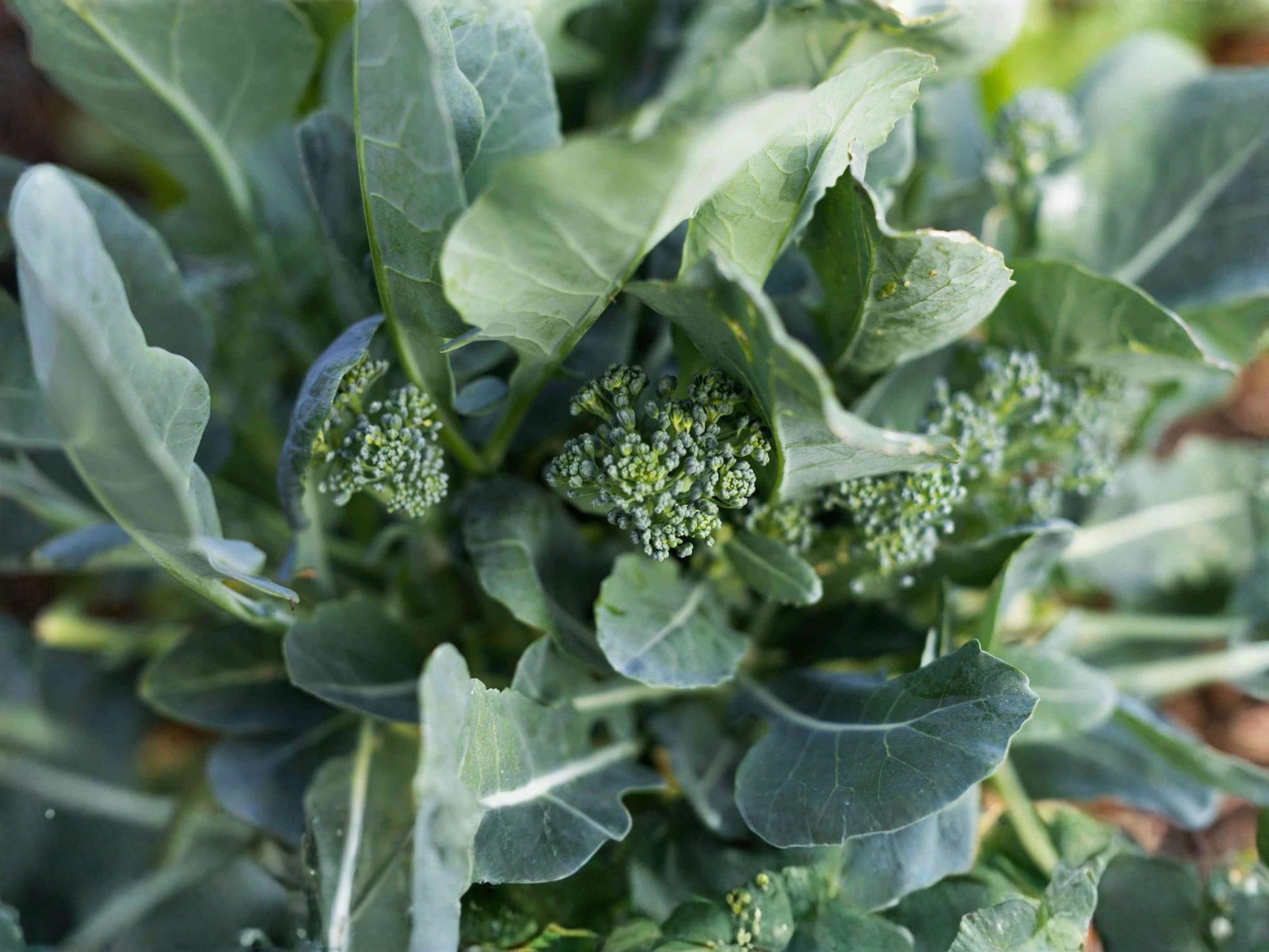 Chinese Broccoli Seeds - Kailaan Gai Lan Open Pollinated Asian Vegetable for Cool Season Growing, 300 Seeds