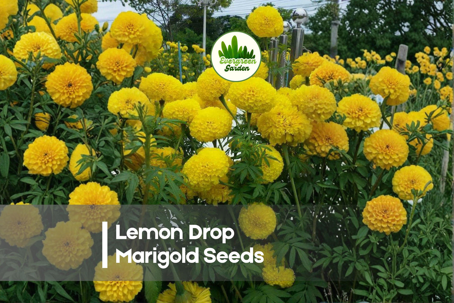 Lemon Drop Marigold Seeds | Compact Annual with Pale Yellow Mini Blooms | Tagetes spp.