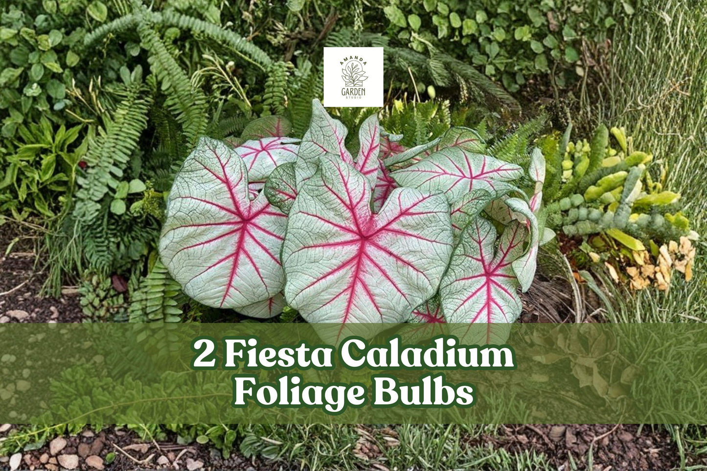 2 Fiesta Caladium Bulbs – Colorful Heart-Shaped Foliage, Caladium bicolor for Shade Gardens & Containers