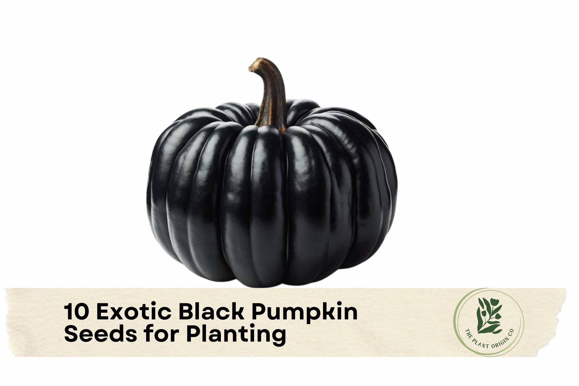 Exotic Black Pumpkin Seeds, Black Kat Pumpkin, Cucurbita pepo, Vining Plant, Dark Green to Black, Ornamental Garden Seeds