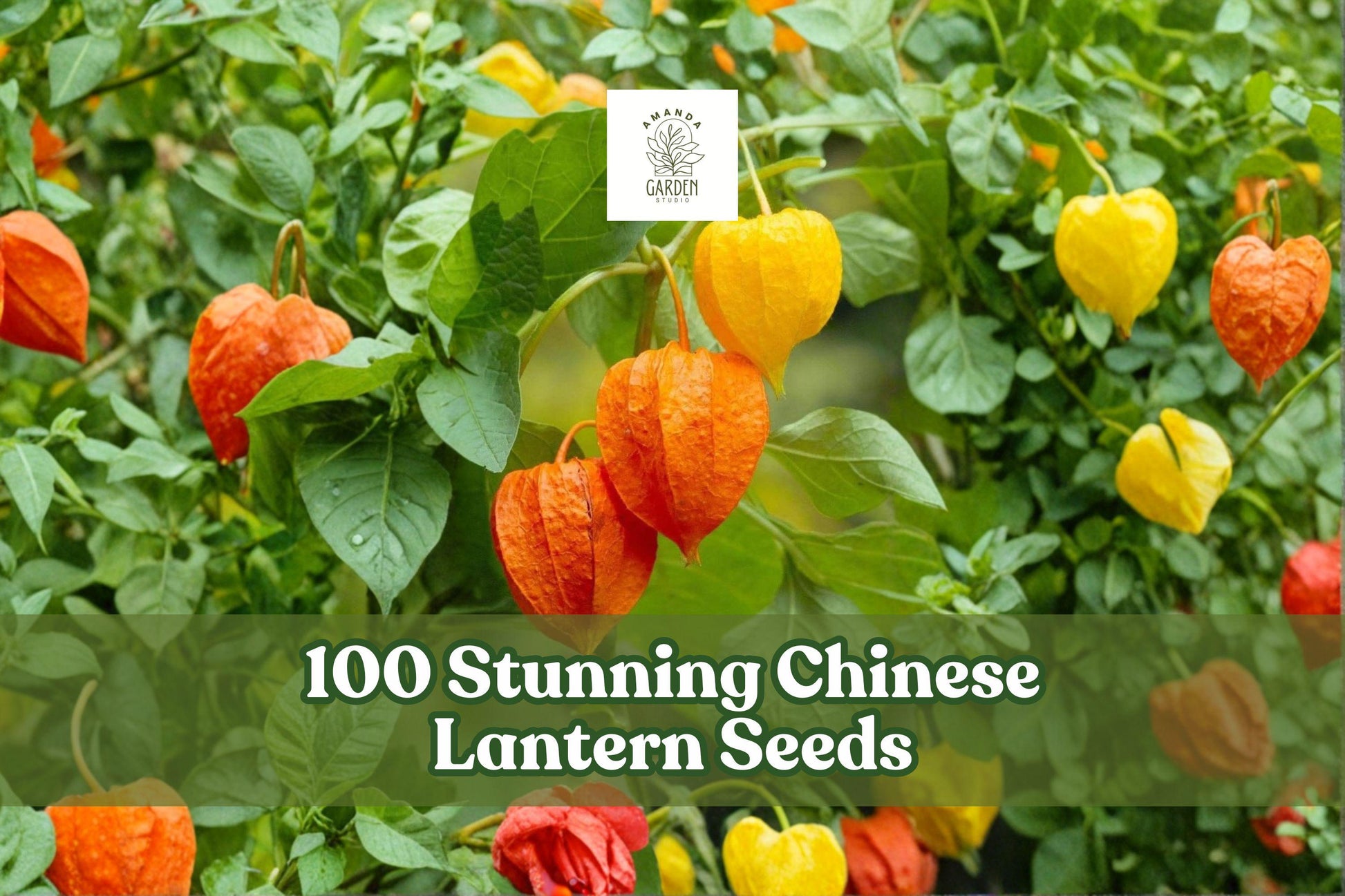 100 Chinese Lantern Seeds Physalis alkekengi Ornamental Flowering Plant for Garden & Dried Arrangements