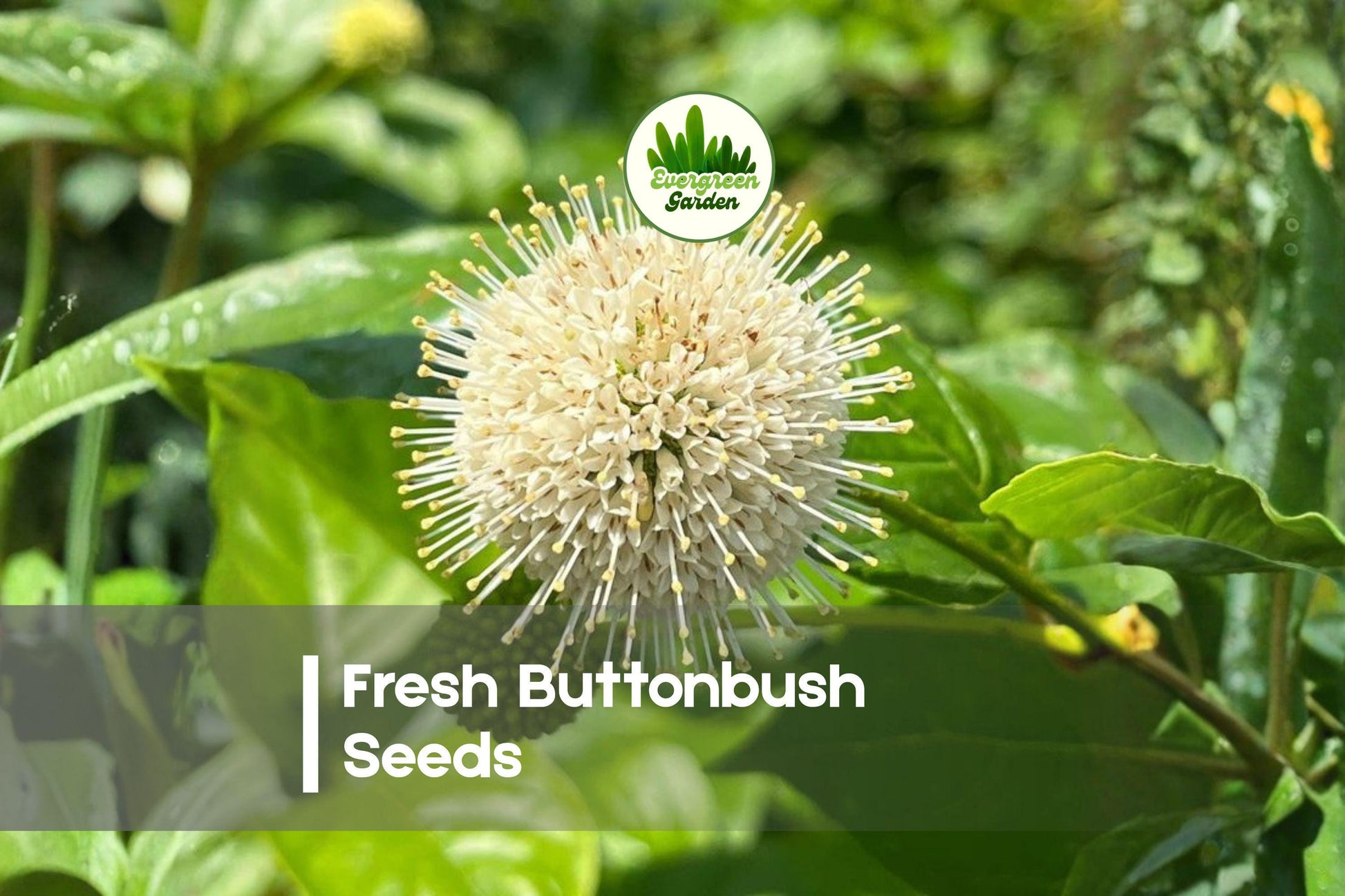 100 Buttonbush Seeds - Native Pollinator Shrub with Spherical Blooms for Wetlands, Ponds & Rain Gardens - Cephalanthus occidentalis