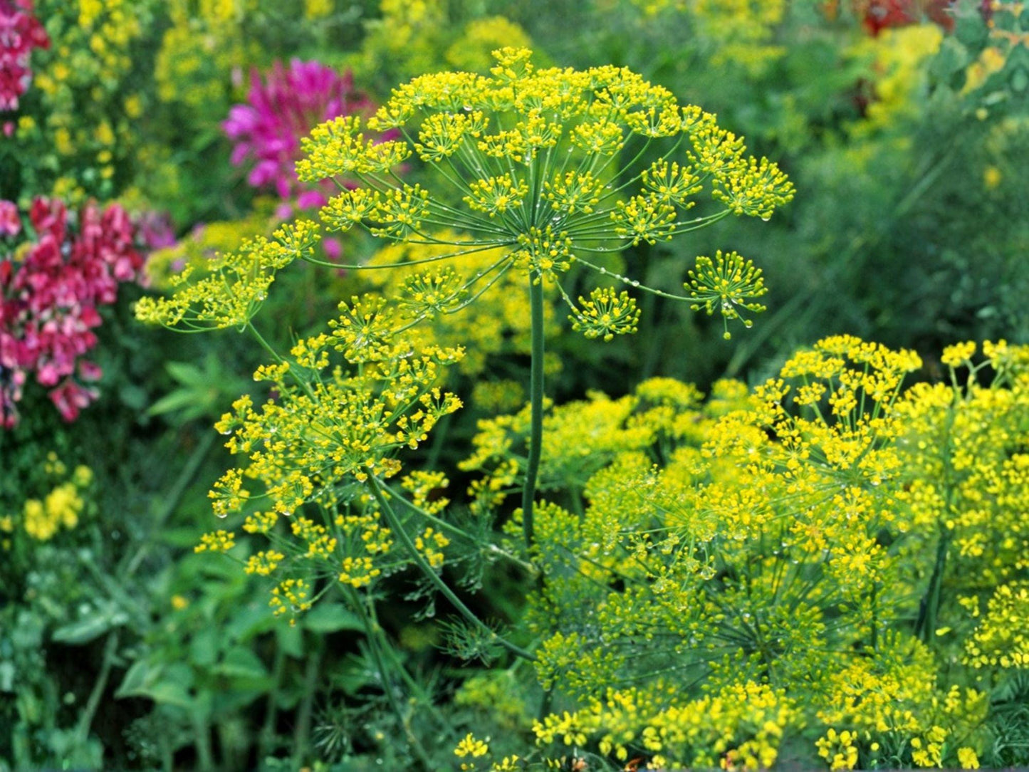 Bouquet Dill Herb Seeds – 500 Non-GMO, Aromatic Culinary Herb for Garden, Container, and Herb Garden Cultivation