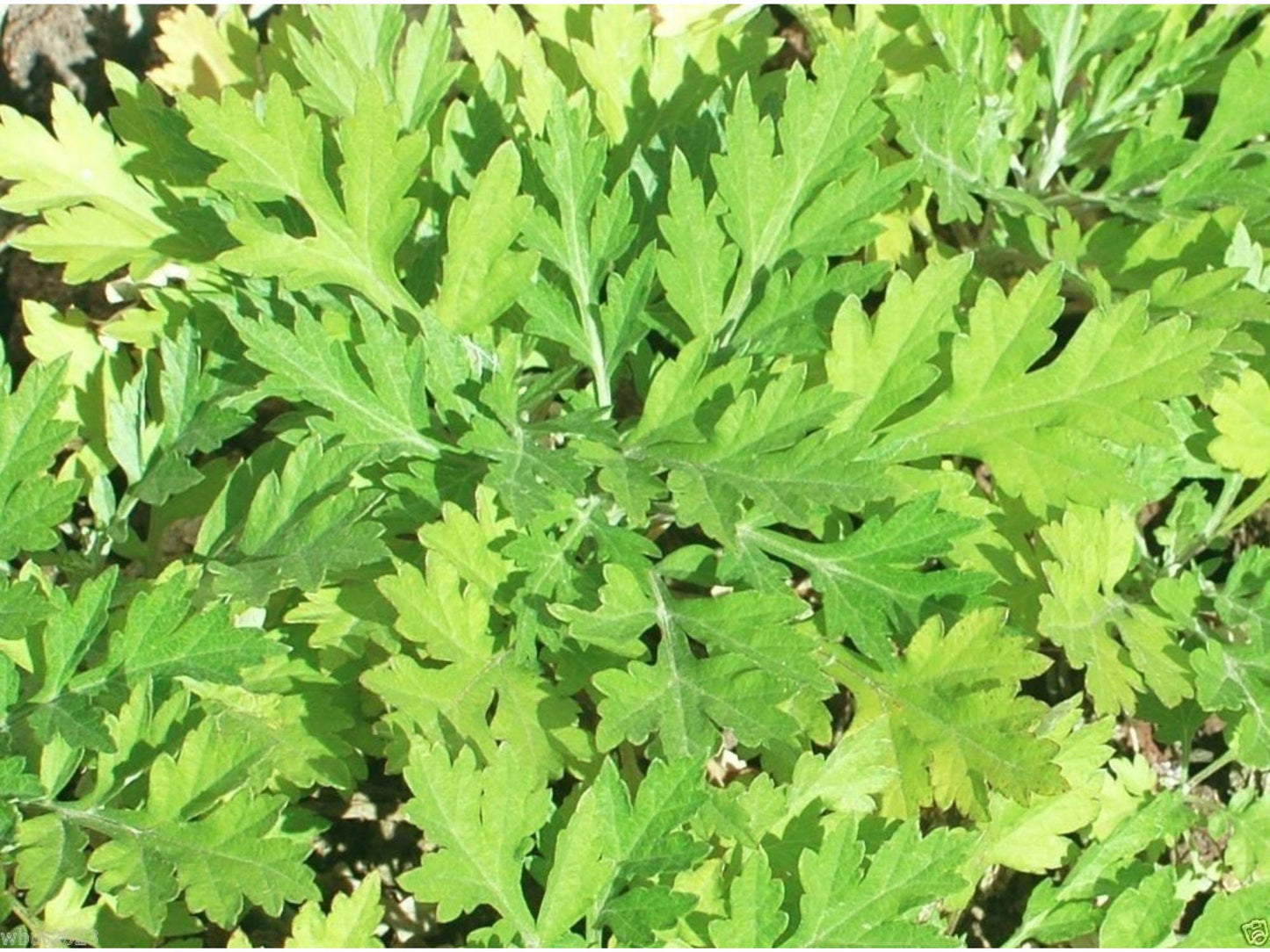 Japanese Mugwort Seeds – Yomogi Herb – 30 Seeds – Artemisia princeps – Culinary, Medicinal, Ornamental Herb