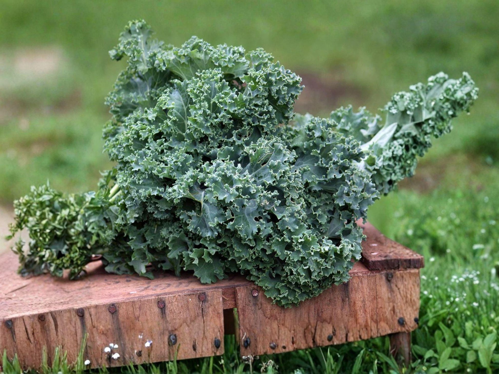 Dwarf Blue Curled Scotch Kale Seeds – Heirloom, Cold Hardy, Curly Leaf, Non-GMO, Nutritious Leafy Green, Garden & Container Plant