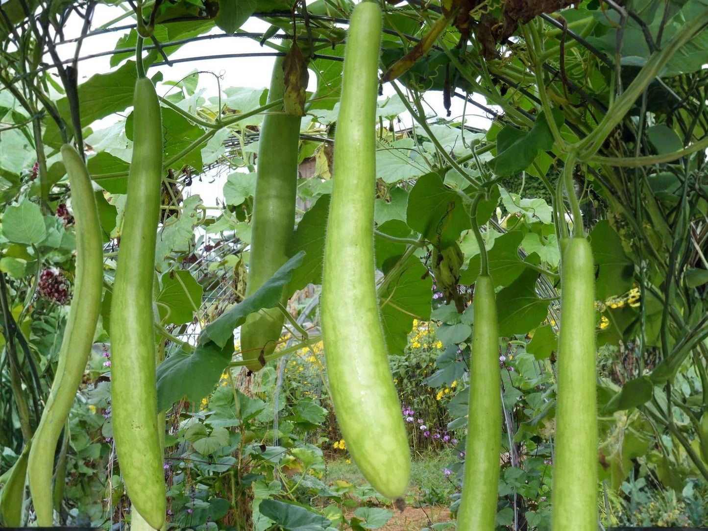 Cucuzzi Gourd Seeds – Italian Long Green Vining Vegetable for Home Garden, Cucuzzi Squash, 10 Seeds