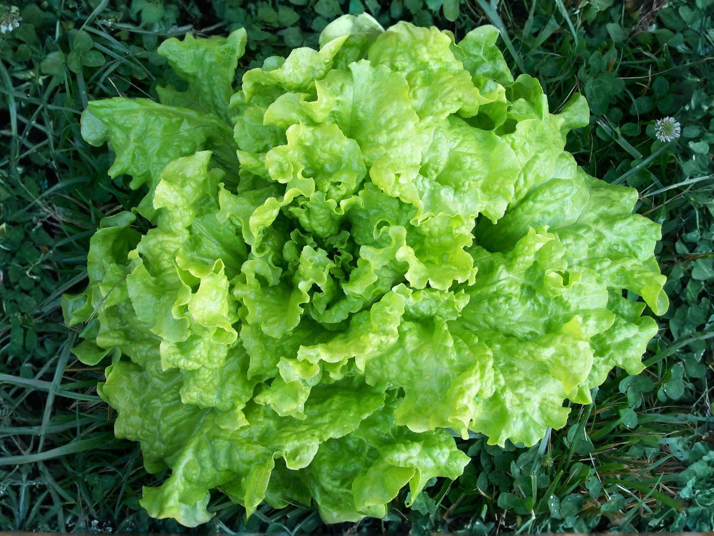 Black Seeded Simpson Lettuce Seeds – Leaf Lettuce, Heirloom Salad Green, Fast-Growing, Non-GMO, 1000 Seeds