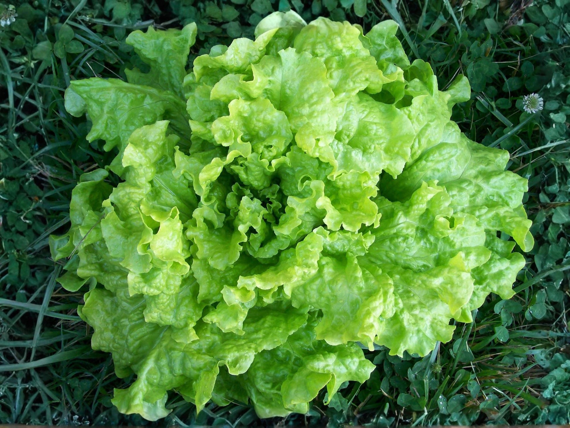 Black Seeded Simpson Lettuce Seeds – Leaf Lettuce, Heirloom Salad Green, Fast-Growing, Non-GMO, 1000 Seeds