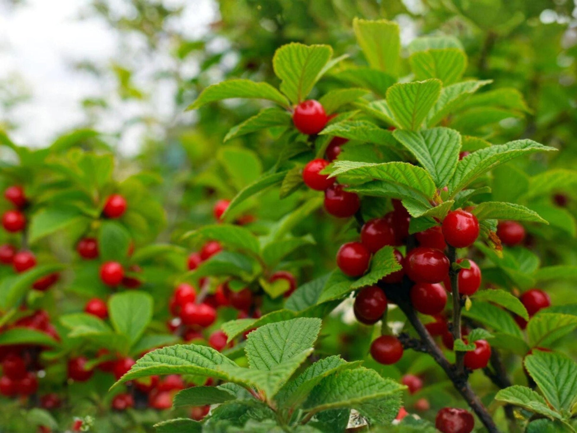 Prunus tomentosa Seeds – Nanking Cherry Tree – Edible Red Fruit, Pink Blossoms, Cold Hardy Shrub, 10 Seeds