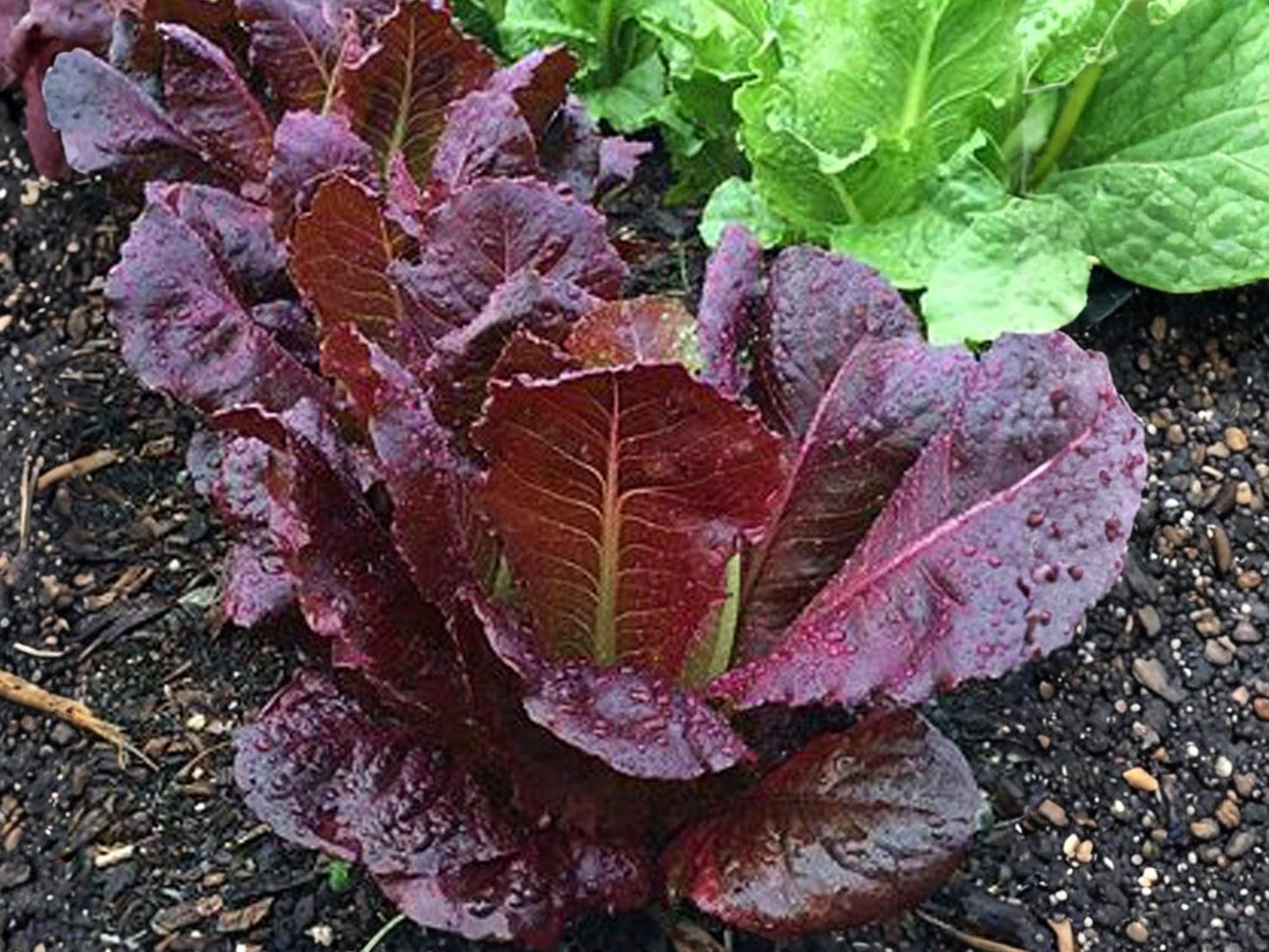 Red Romaine Lettuce Seeds - Heirloom, Non-GMO, 1000 Seeds for Salad Greens, Cool Weather, Crisp Red and Green Vegetables