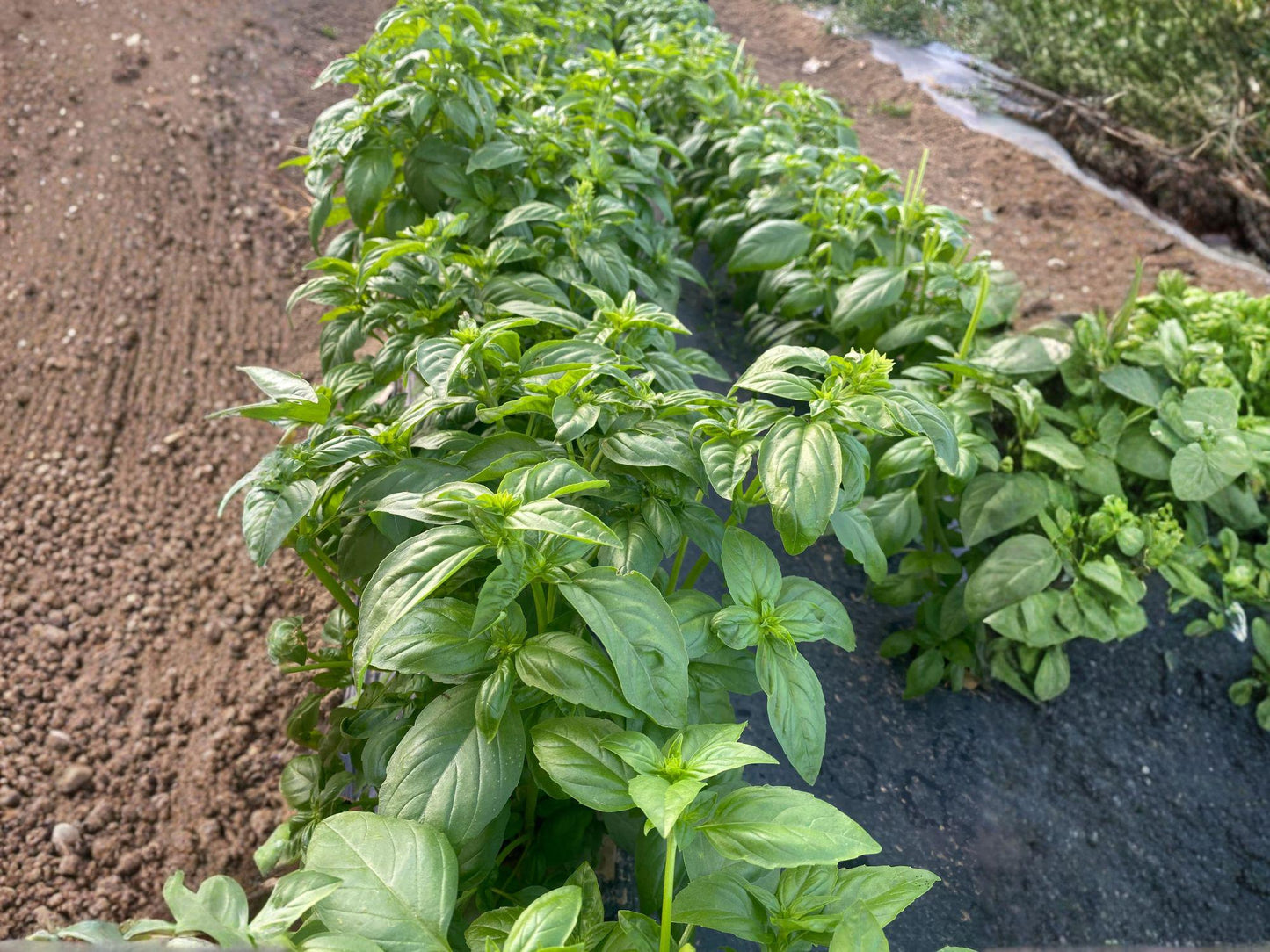 Genovese Basil Herb Seeds – 500 Seeds, Sweet Basil, Ocimum basilicum, Culinary Herb for Garden & Container Planting