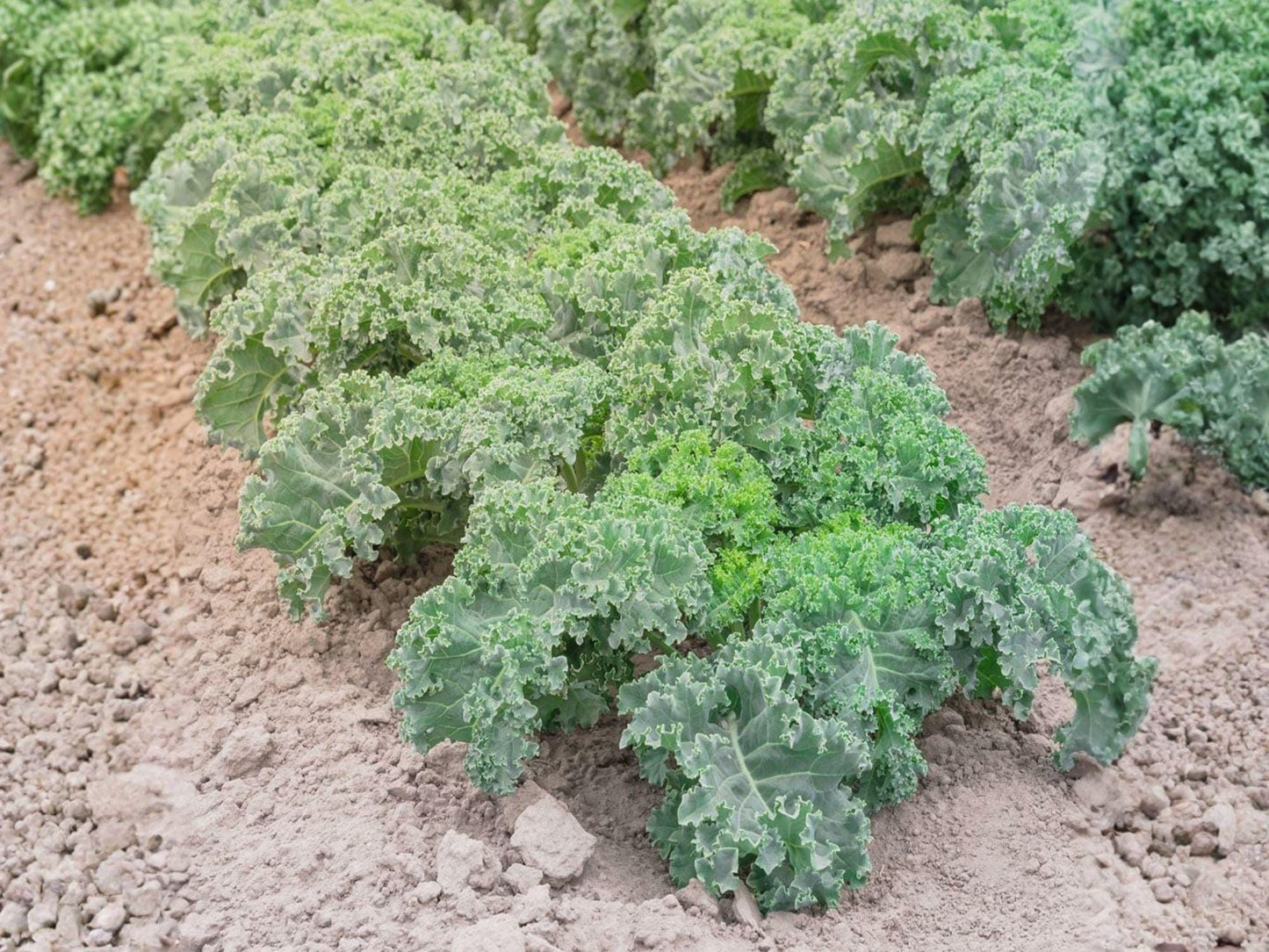 Dwarf Blue Curled Scotch Kale Vegetable Seeds – Brassica oleracea, Compact Blue-Green Curly Leaves, 500 Seeds
