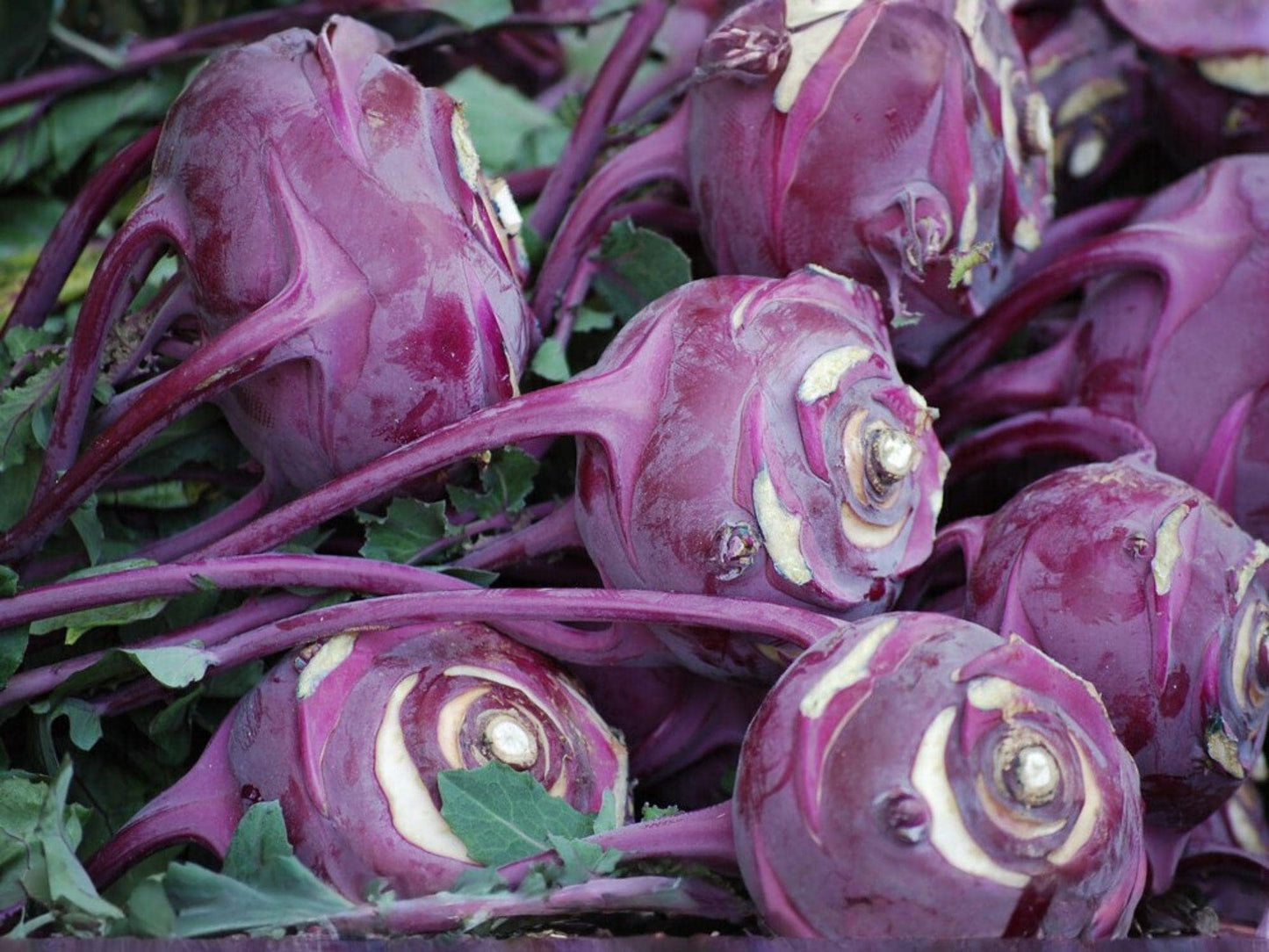 Purple Vienna Kohlrabi Seeds – Brassica oleracea, Garden Vegetable, Container & Bed Growth, 100 Seeds