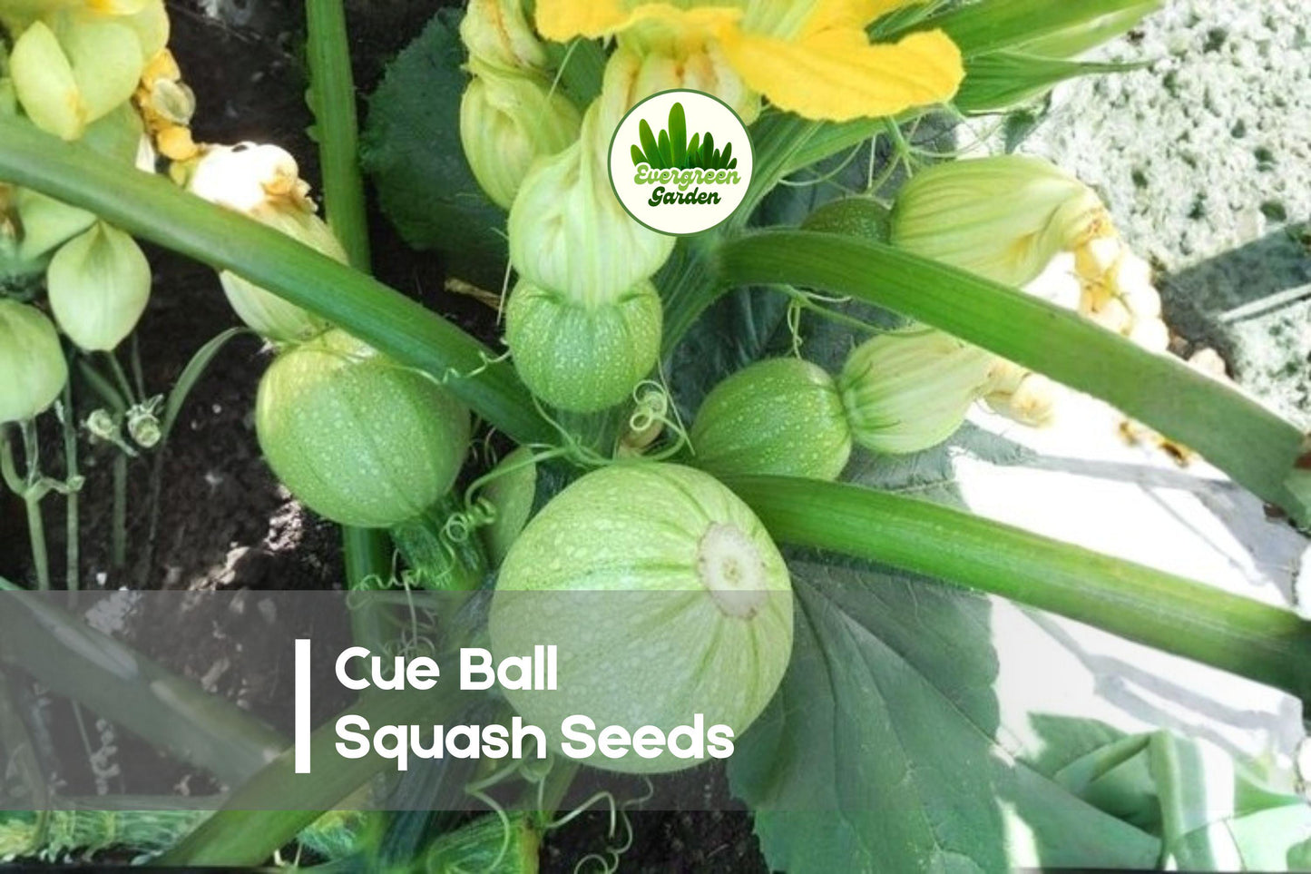 Cue Ball Squash Seeds - 10 Pack, Round Edible Cucurbita pepo, Compact Bushy Plant for Small Gardens & Raised Beds