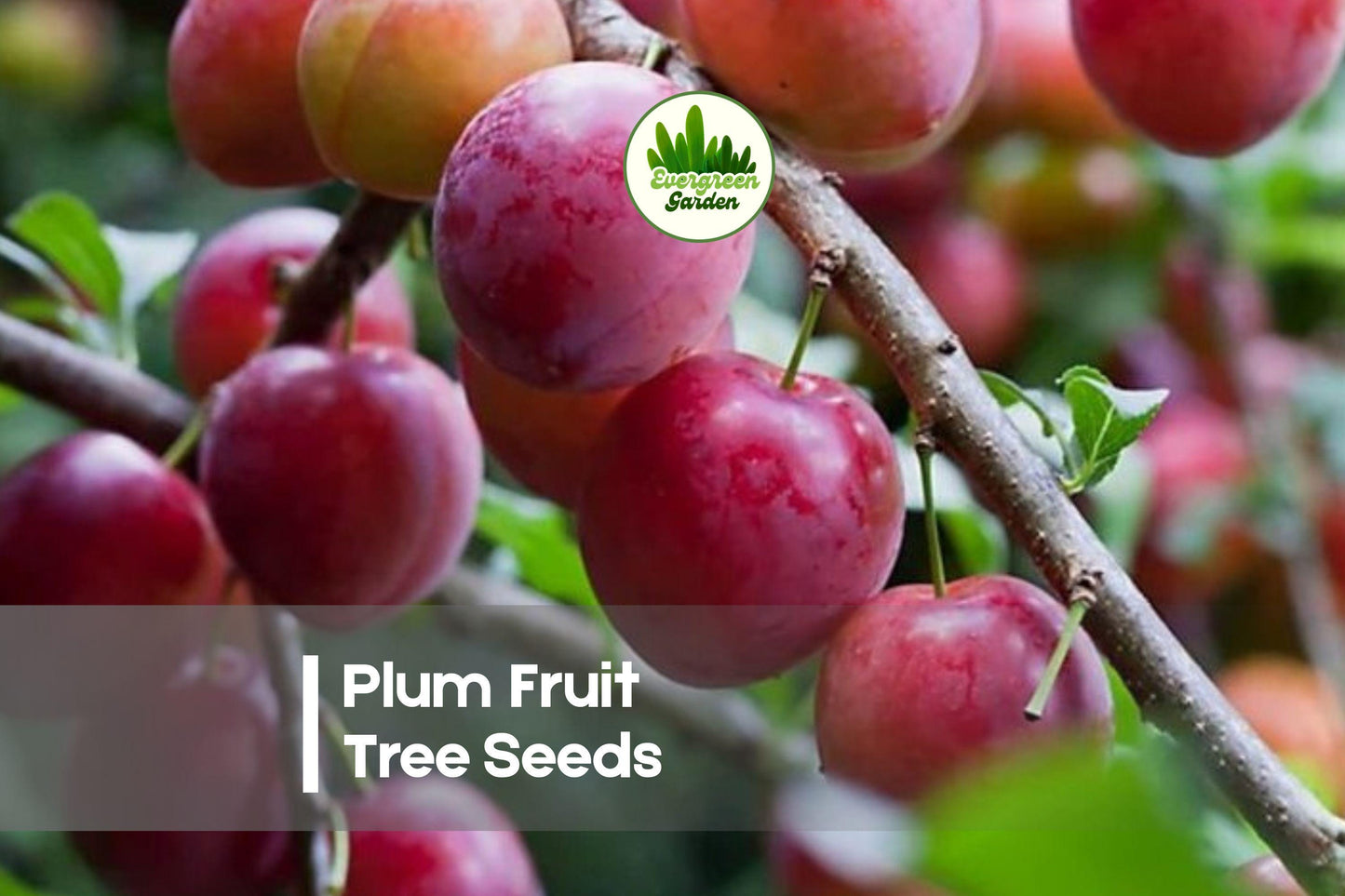 10 Plum Fruit Tree Seeds - Prunus domestica, Juicy Sweet Plums, Spring Blooms, Hardy Fruit Tree for Garden, Orchard, Bonsai