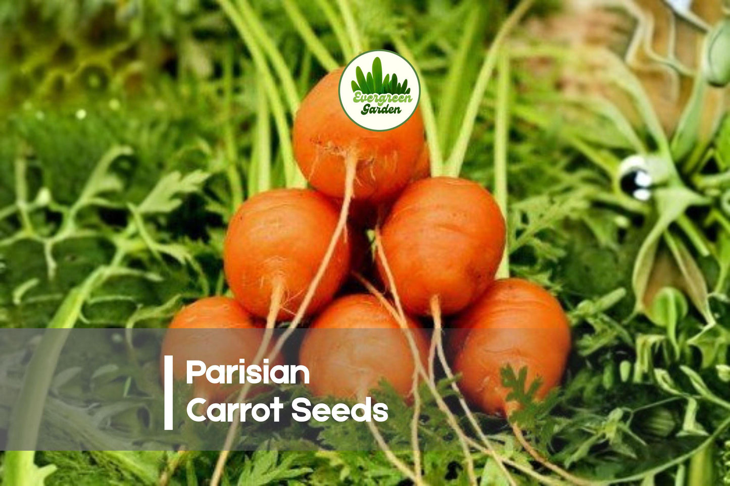250 Parisian Carrot Seeds - Heirloom Non-GMO Daucus carota Round Root Vegetable for Containers & Small Gardens