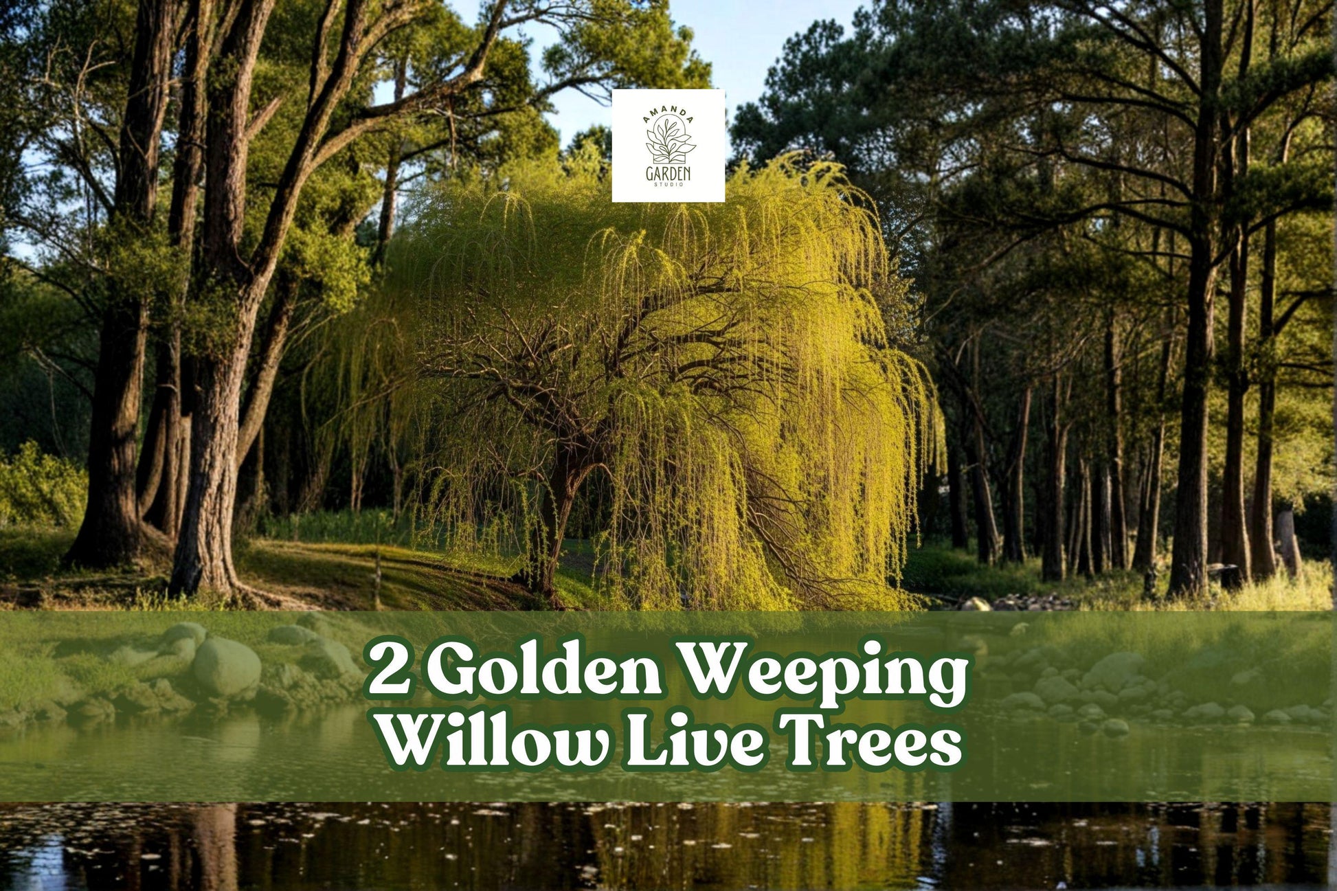 Golden Weeping Willow Live Trees, Ornamental Landscape, Salix species, 2 Pack