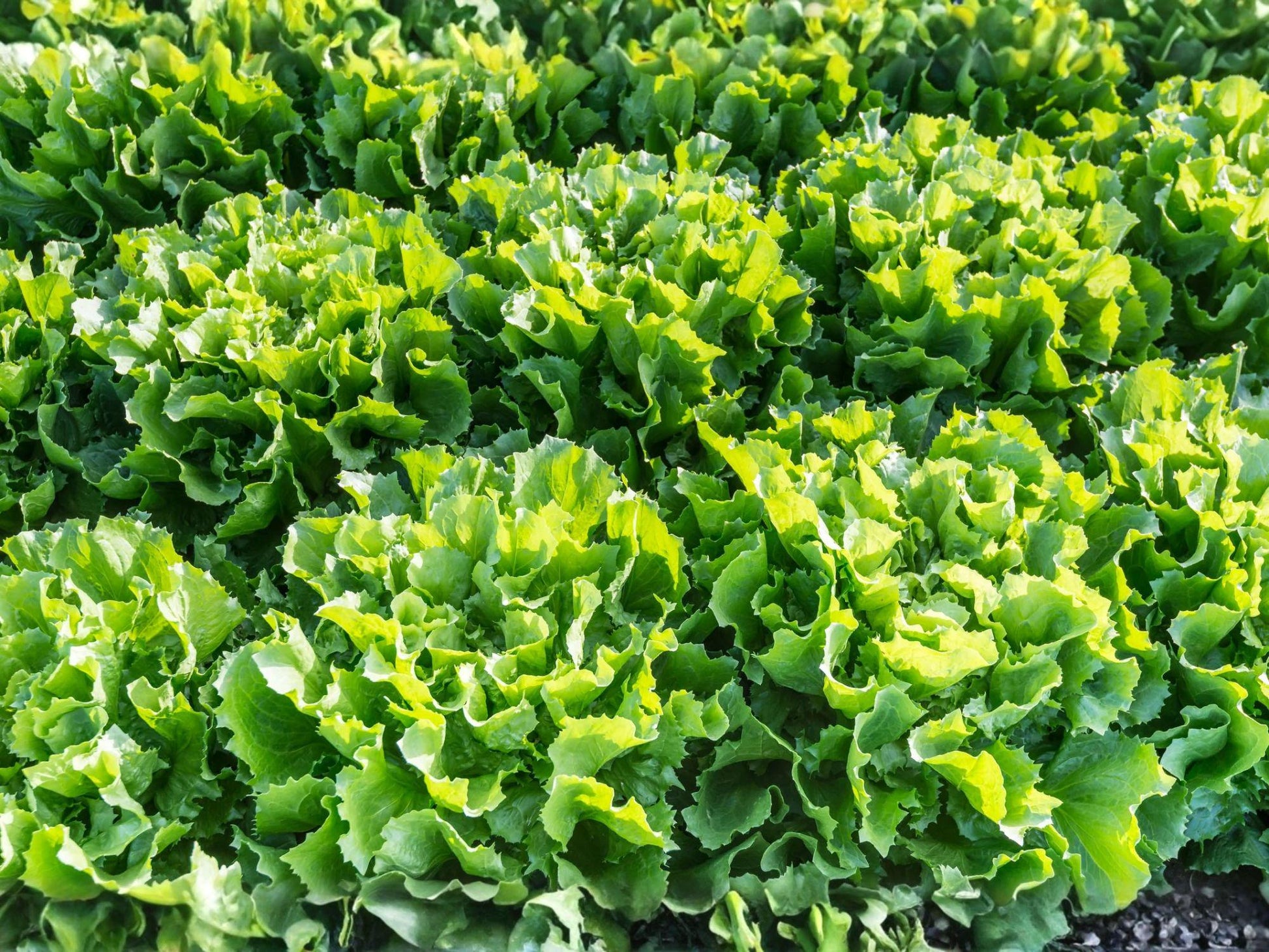 Broadleaf Batavian Endive Seeds – 1000 Vegetable Seeds for Escarole, Salad Greens, Cool-Season Vegetables, Home Garden Greens