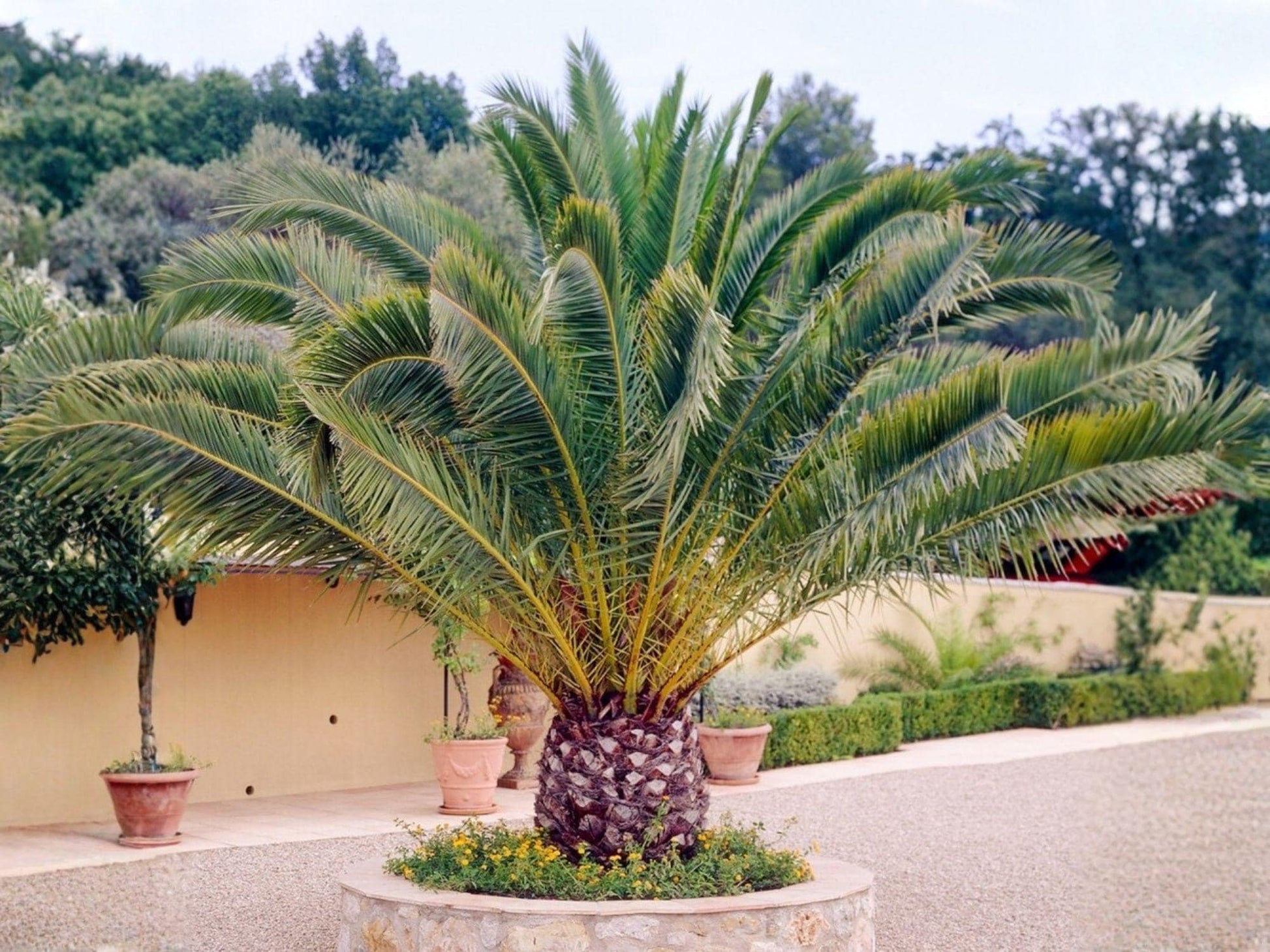 Phoenix Canariensis Seeds – Canary Island Date Palm Heirloom Non-GMO Tree Seeds for Tropical Landscaping
