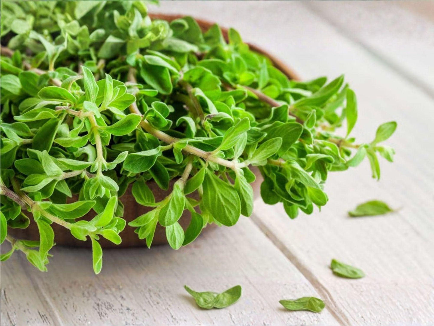 Sweet Marjoram Herb Seeds - 500 Culinary Seeds for Cooking, Aromatic Leaves, Origanum majorana, Garden & Container Planting