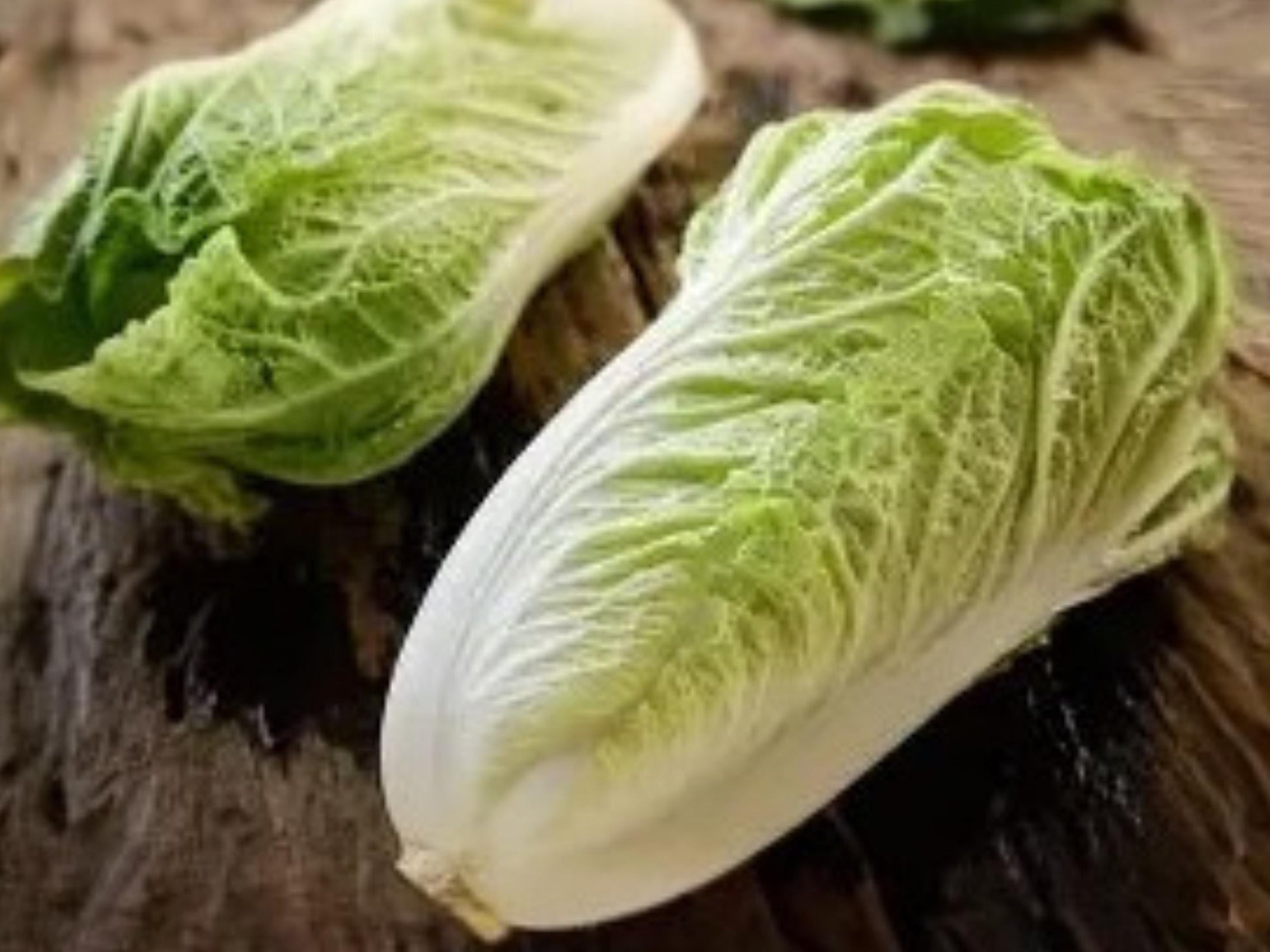 Kogane Chinese Cabbage Seeds – Napa Asian Vegetable with Tender Pale Green Leaves and White Ribs, 500 Seeds