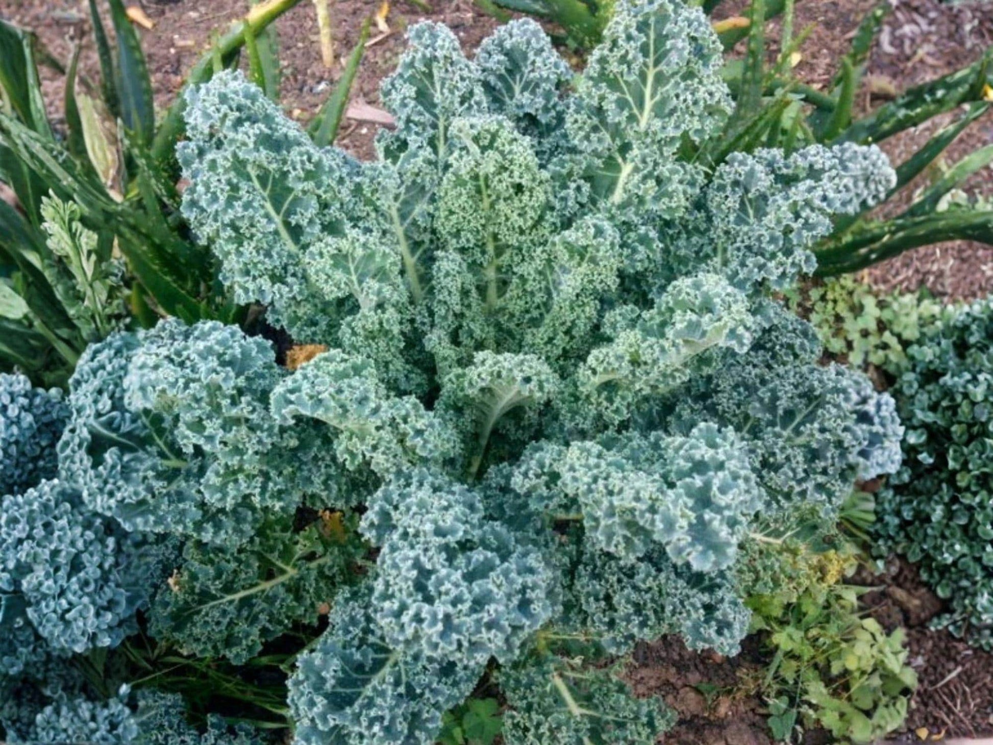 Dwarf Blue Curled Scotch Kale Seeds – 500 Heirloom Blue-Green Leafy Greens for Cold Tolerance & Home Gardens