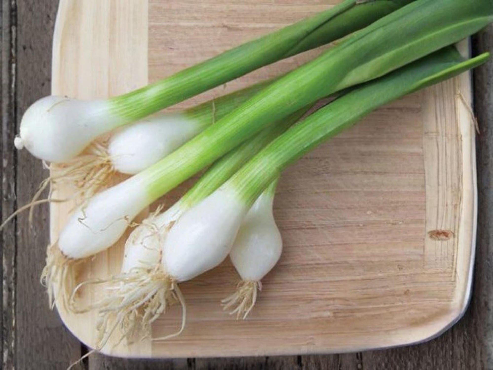 Tokyo Long Bunching Onion Seeds – 250 Non-GMO Green Scallion Vegetable, Asian Cooking, Bunching Onion, Allium fistulosum