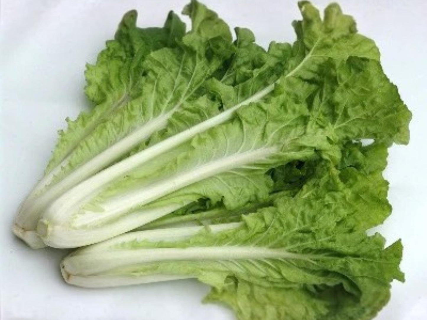 Fun Jen Pak Choi Hybrid Seeds – Frilly Leaf Ornamental Vegetable, Edible Asian Green, Brassica rapa