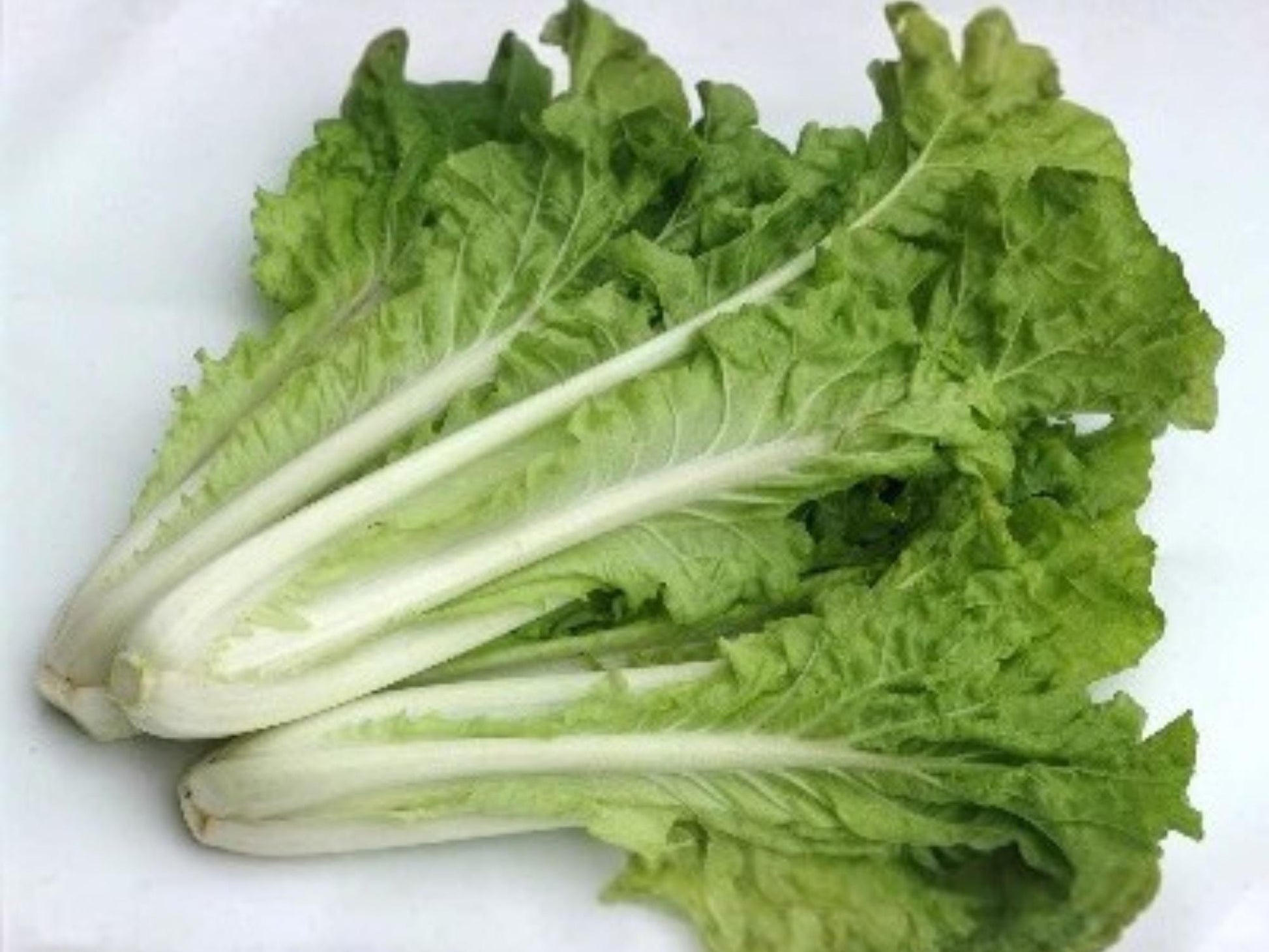 Fun Jen Pak Choi Hybrid Seeds – Frilly Leaf Ornamental Vegetable, Edible Asian Green, Brassica rapa
