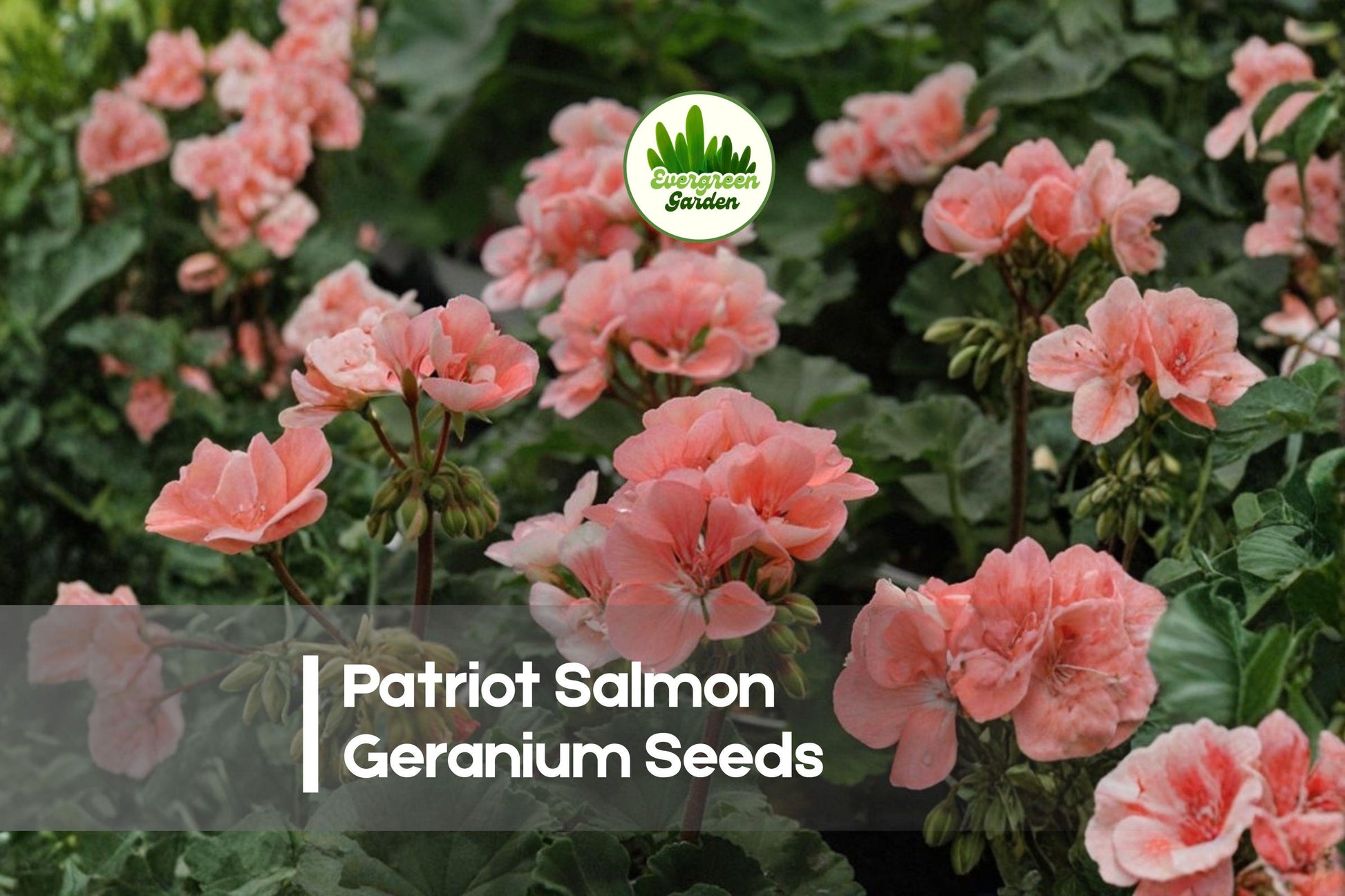 25+ Patriot Salmon Geranium Seeds, Pelargonium, Salmon Pink Blooms, Garden, Container, Border, Outdoor Plant