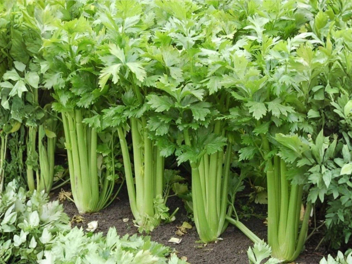 Celery Seeds Tall Utah 52-70 Heirloom Vegetable | Crisp Garden Celery | 2000 Seeds