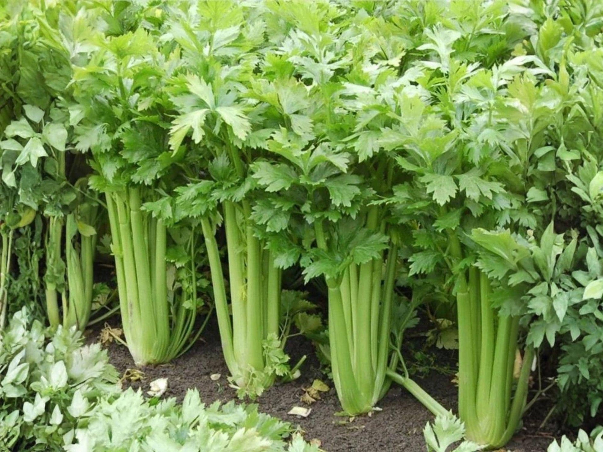 Celery Seeds Tall Utah 52-70 Heirloom Vegetable | Crisp Garden Celery | 2000 Seeds