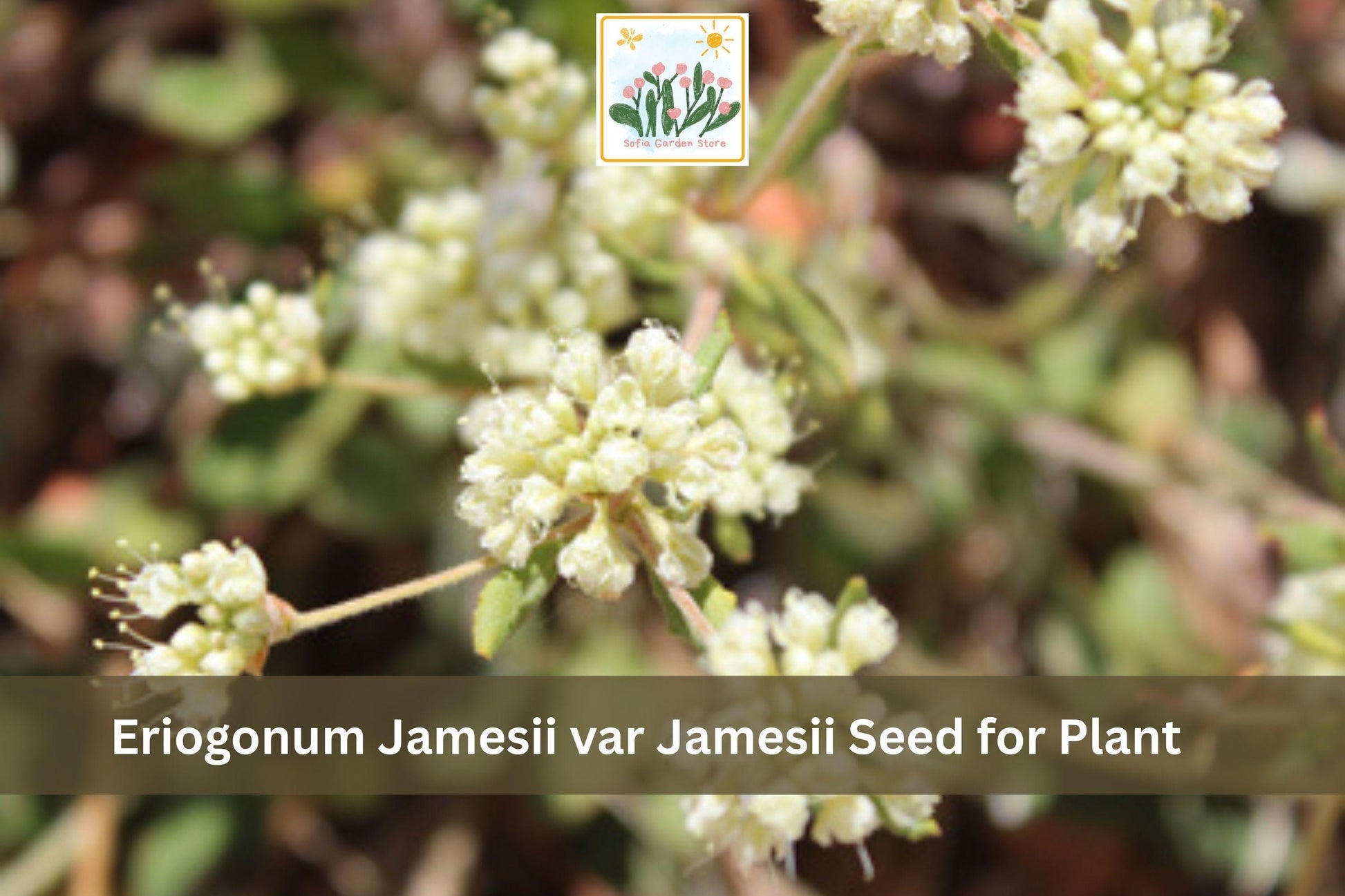 Eriogonum jamesii var. jamesii Seeds | James Wild Buckwheat Native Perennial Wildflower | Drought Tolerant, Pollinator-Friendly