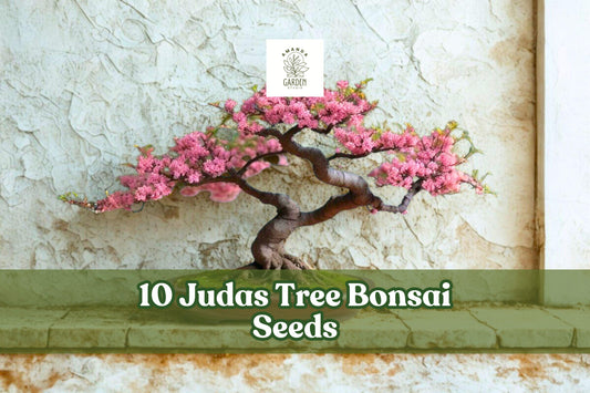 10 Judas Tree Bonsai Seeds for Planting, Cercis siliquastrum, Flowering Tree, Ornamental Garden, Container or Outdoor
