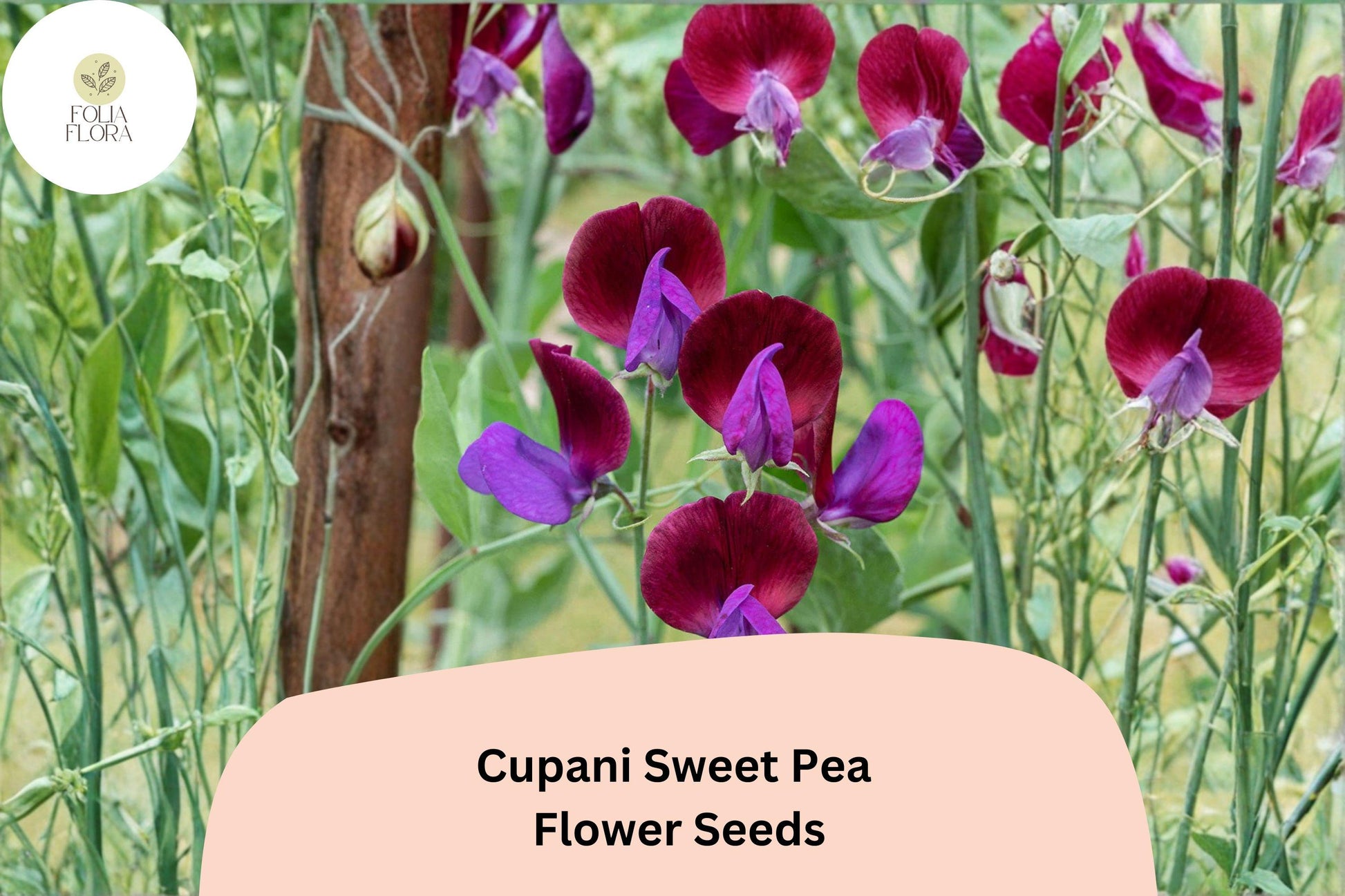 Cupani Sweet Pea Seeds | Heirloom Purple Bicolor Fragrant Climbing Flowers | Lathyrus odoratus