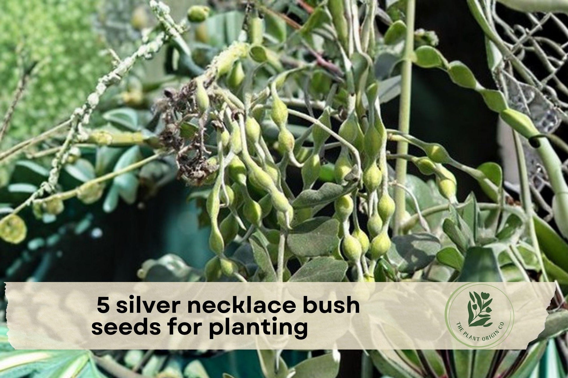 Silver Necklace Bush Seeds - Ornamental Tropical Shrub with Silvery Foliage & Yellow Flowers, Sophora tomentosa