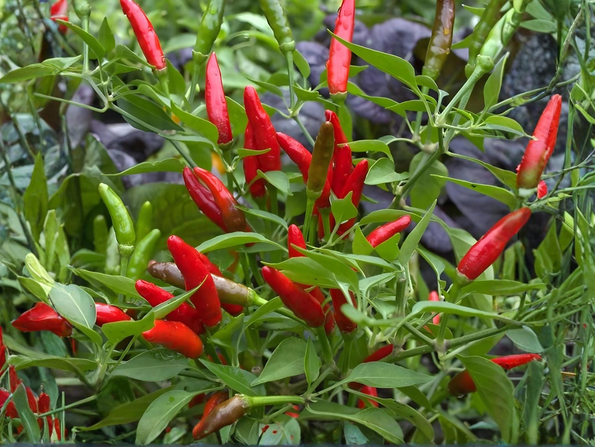 Thai Garden Bird Pepper Seeds – Extra Hot Chili, Heirloom, Non-GMO, Small Upright Fruits, 25 Seeds