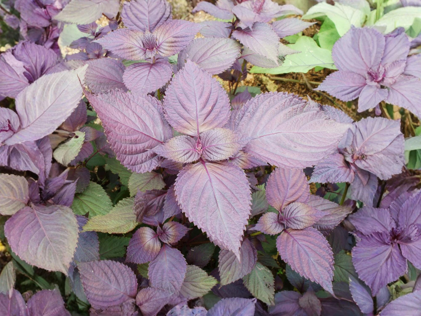 Red Aka Shiso Perilla Seeds – Japanese Herb, Non-GMO, Culinary, Easy to Grow, 100 Seeds, Perilla frutescens