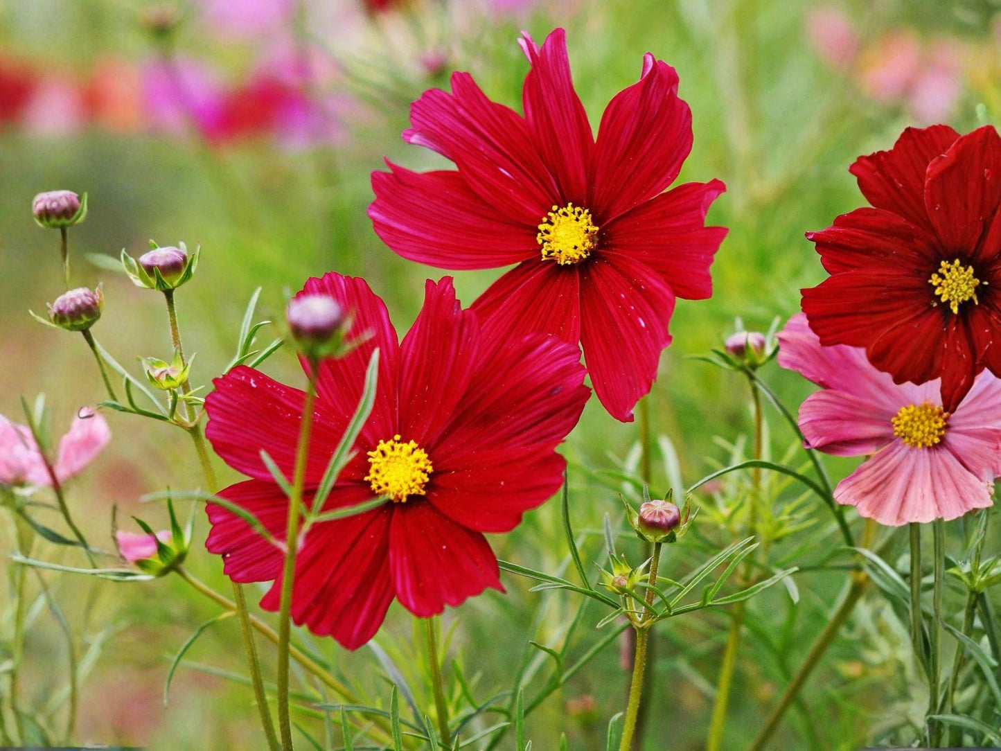 Cosmos Dazzler Seeds – Deep Red Annual Flower for Pollinator Gardens, Cut Flowers, Cosmos bipinnatus, 100 Seeds