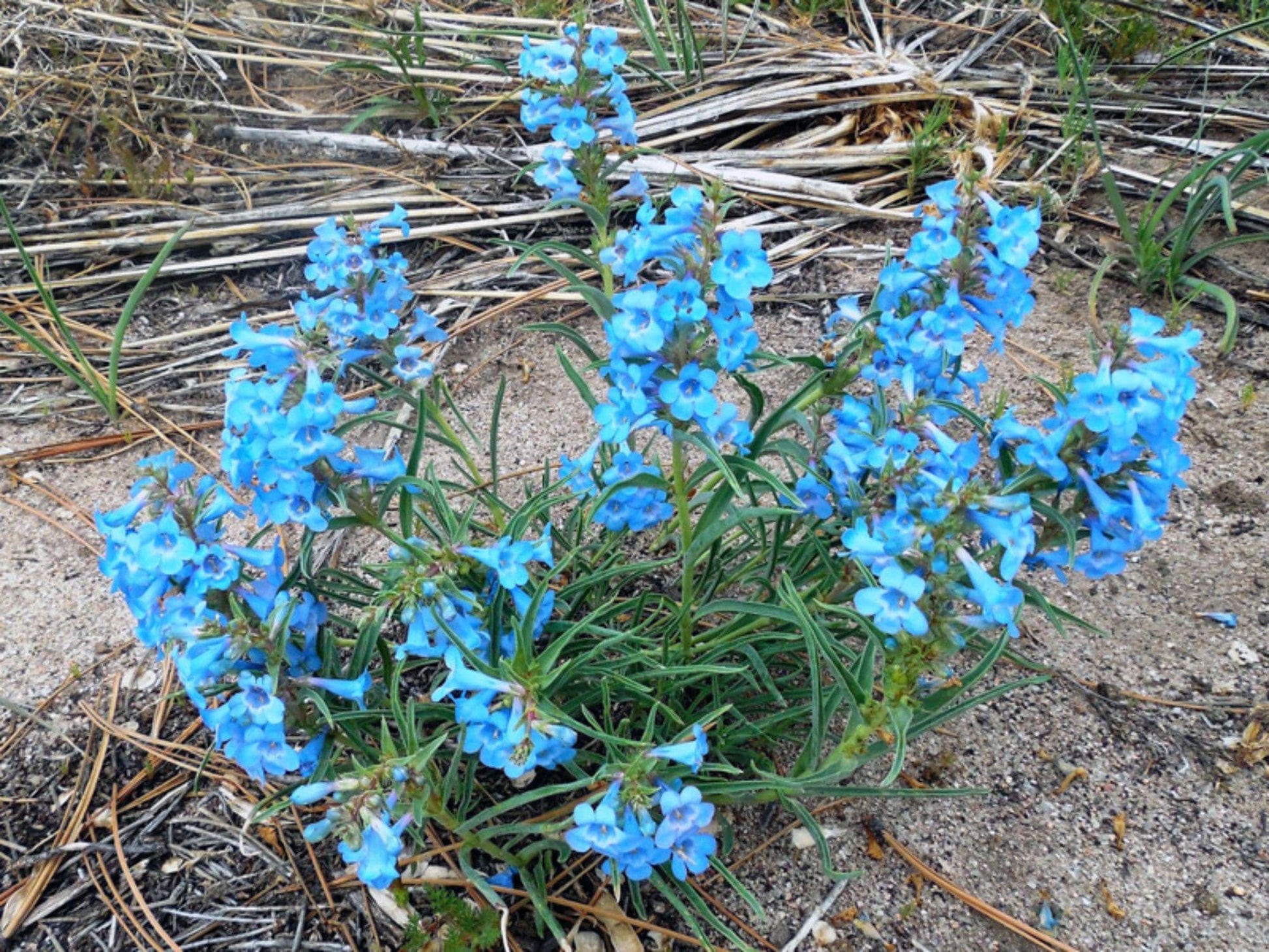 Pagoda Penstemon Seeds – Native Blue Wildflower, Pollinator Plant, Penstemon angustifolius ‘Pagoda’ – 50 Seeds